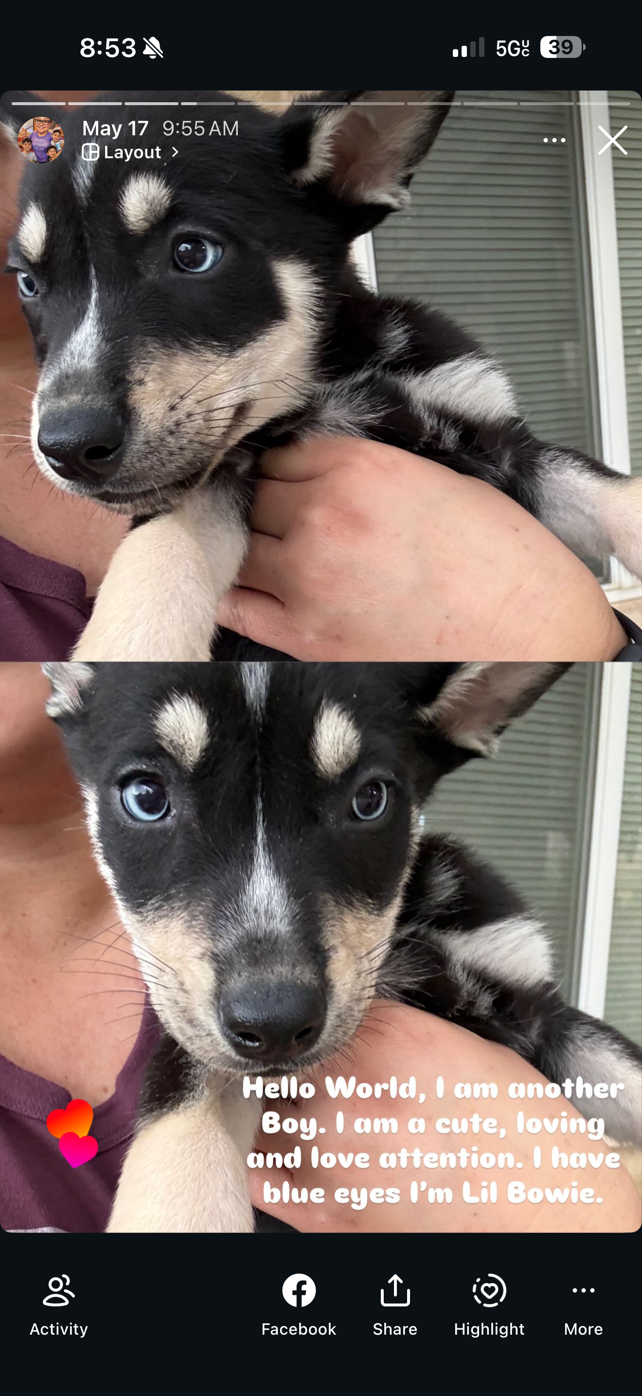 Pitsky pups for sale 5 males 2 females image 5