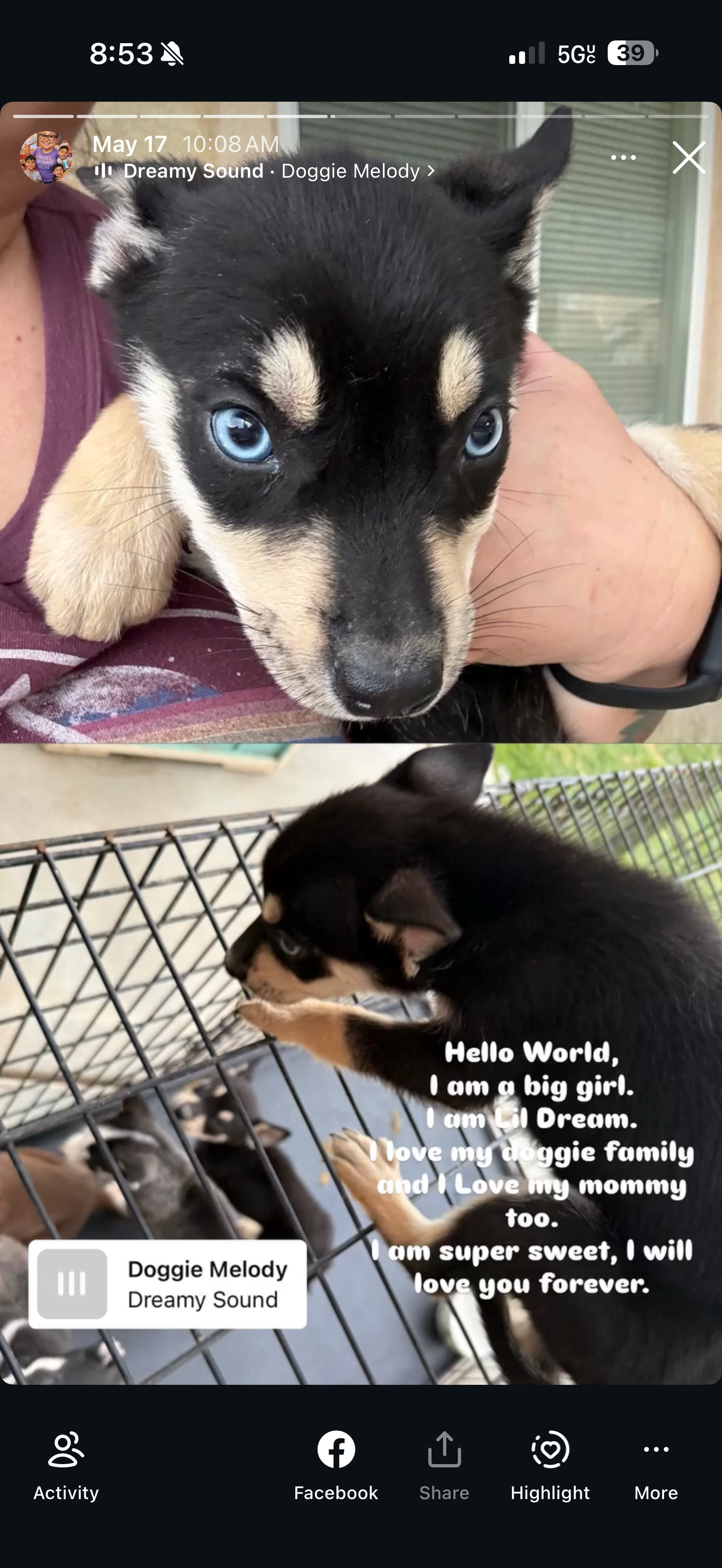 Pitsky pups for sale 5 males 2 females image 3