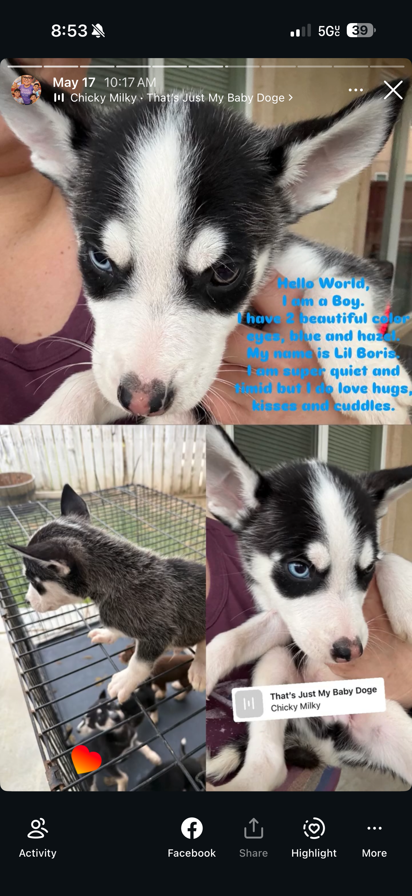 Pitsky pups for sale 5 males 2 females image 2