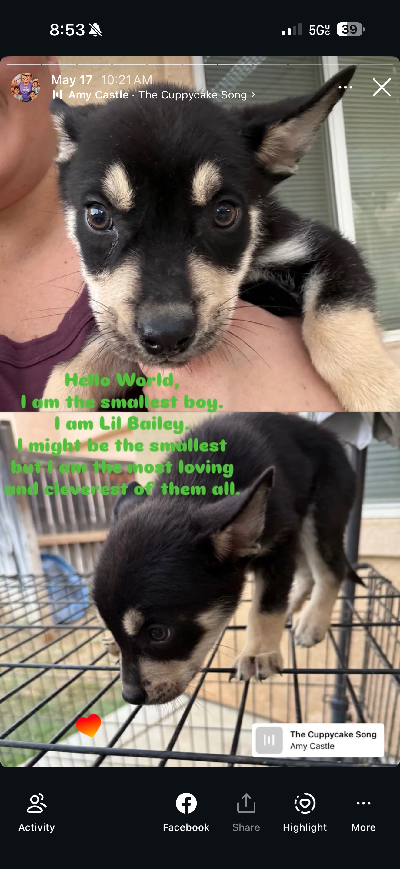 Pitsky pups for sale 5 males 2 females image 1