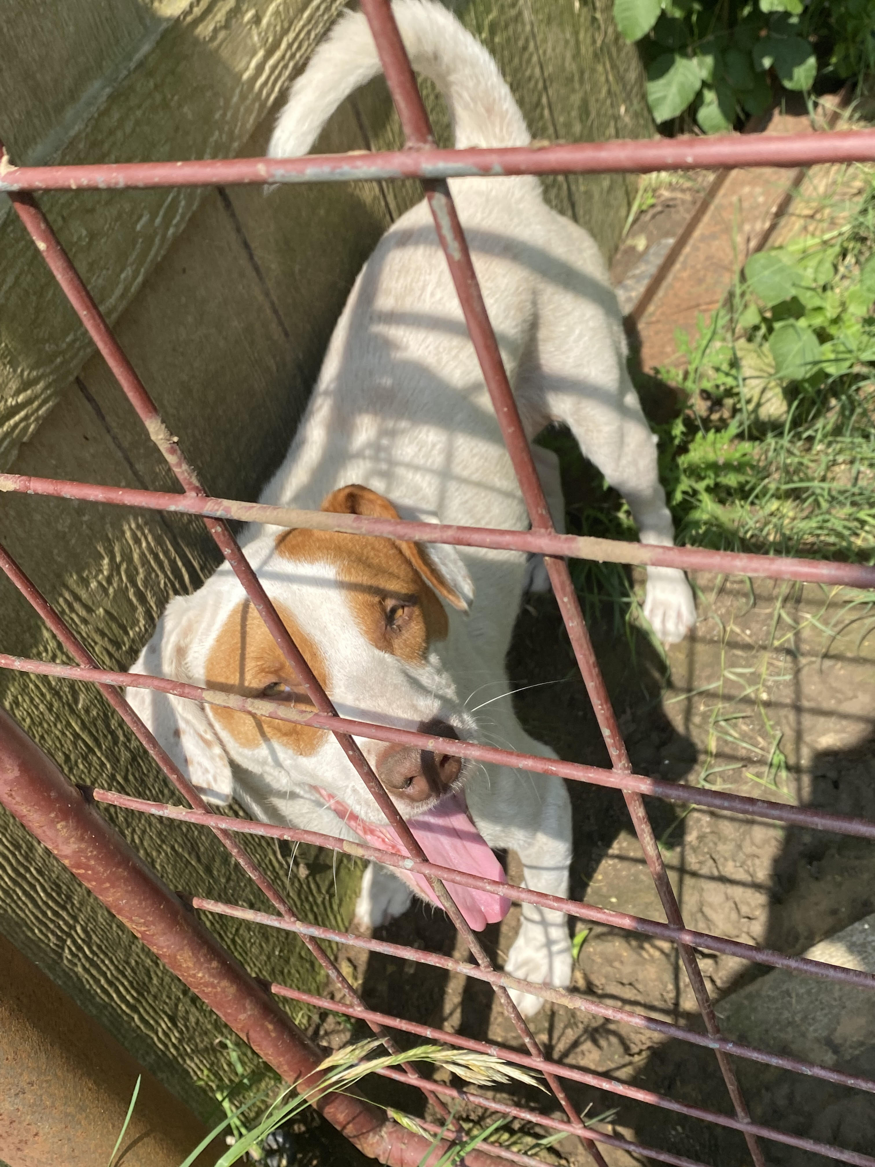 Rehoming 2yr old female boxer mix image 1