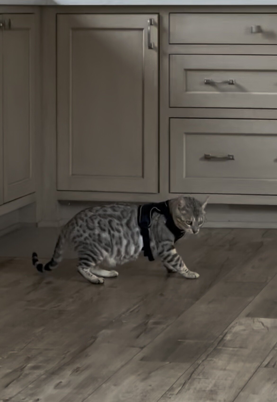 Silver bengal image 1