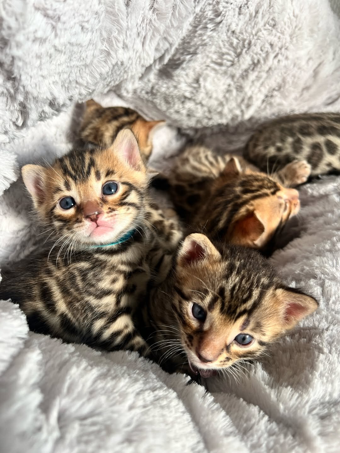 Beautiful Bengal Kittens – Active & Affecti image 1
