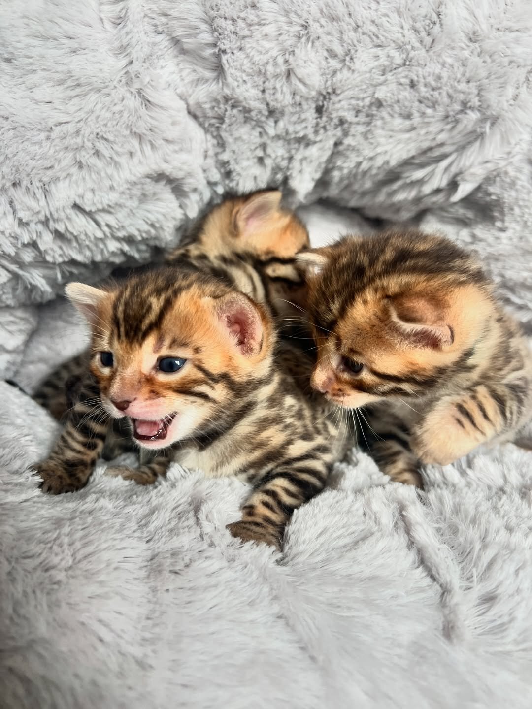 Beautiful Bengal Kittens – Active & Affecti image 2