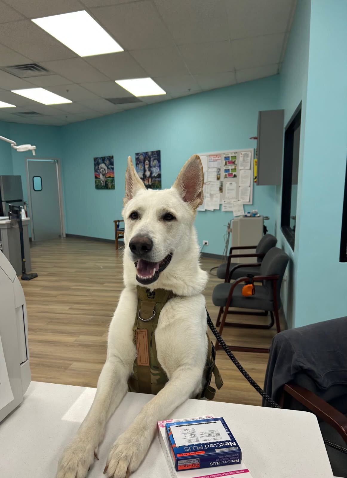 White AKC German Shepherd for Stud image 1