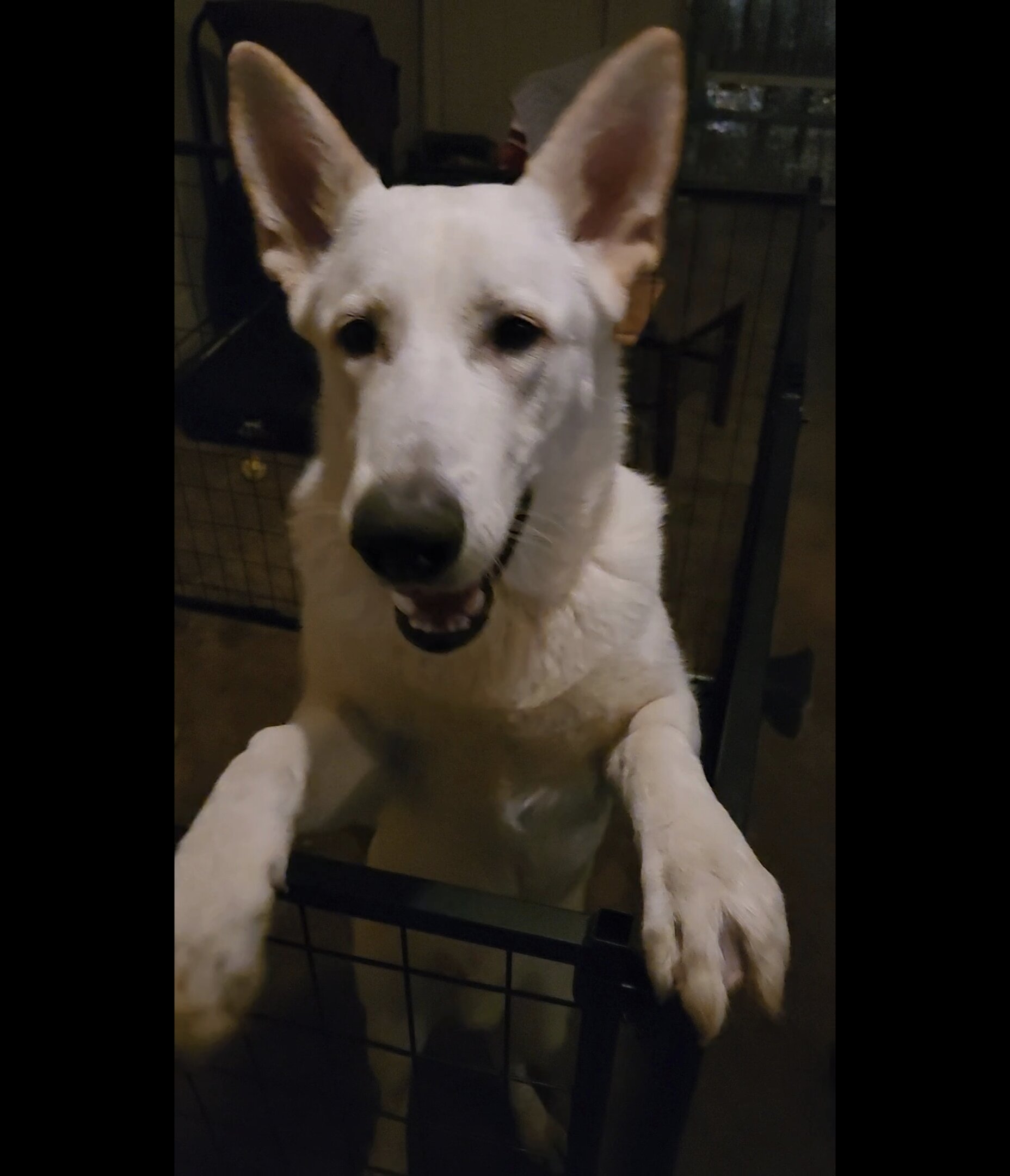White AKC German Shepherd for Stud image 2