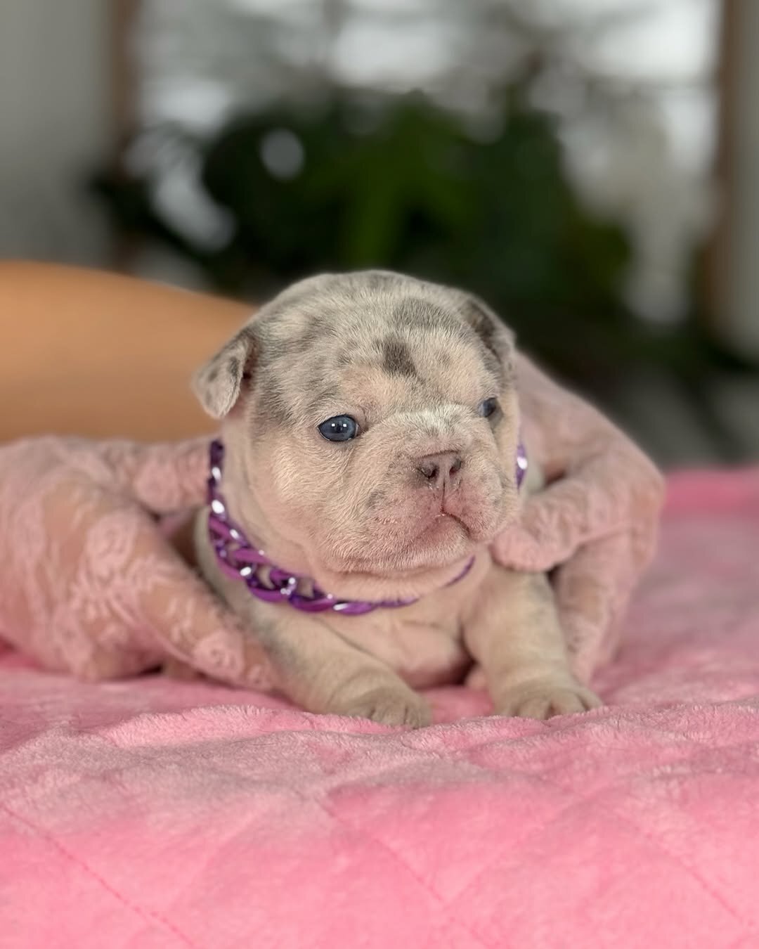 Adorable Male French Bulldog Puppy – Compac image 1