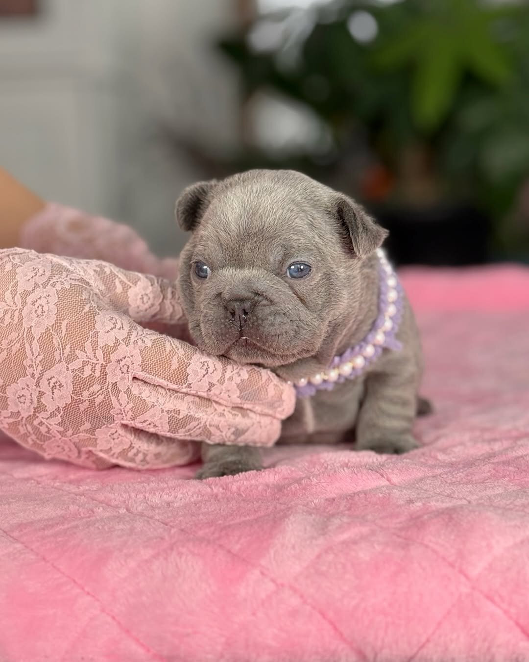 Sweet Female French Bulldog Puppy – Loving image 1