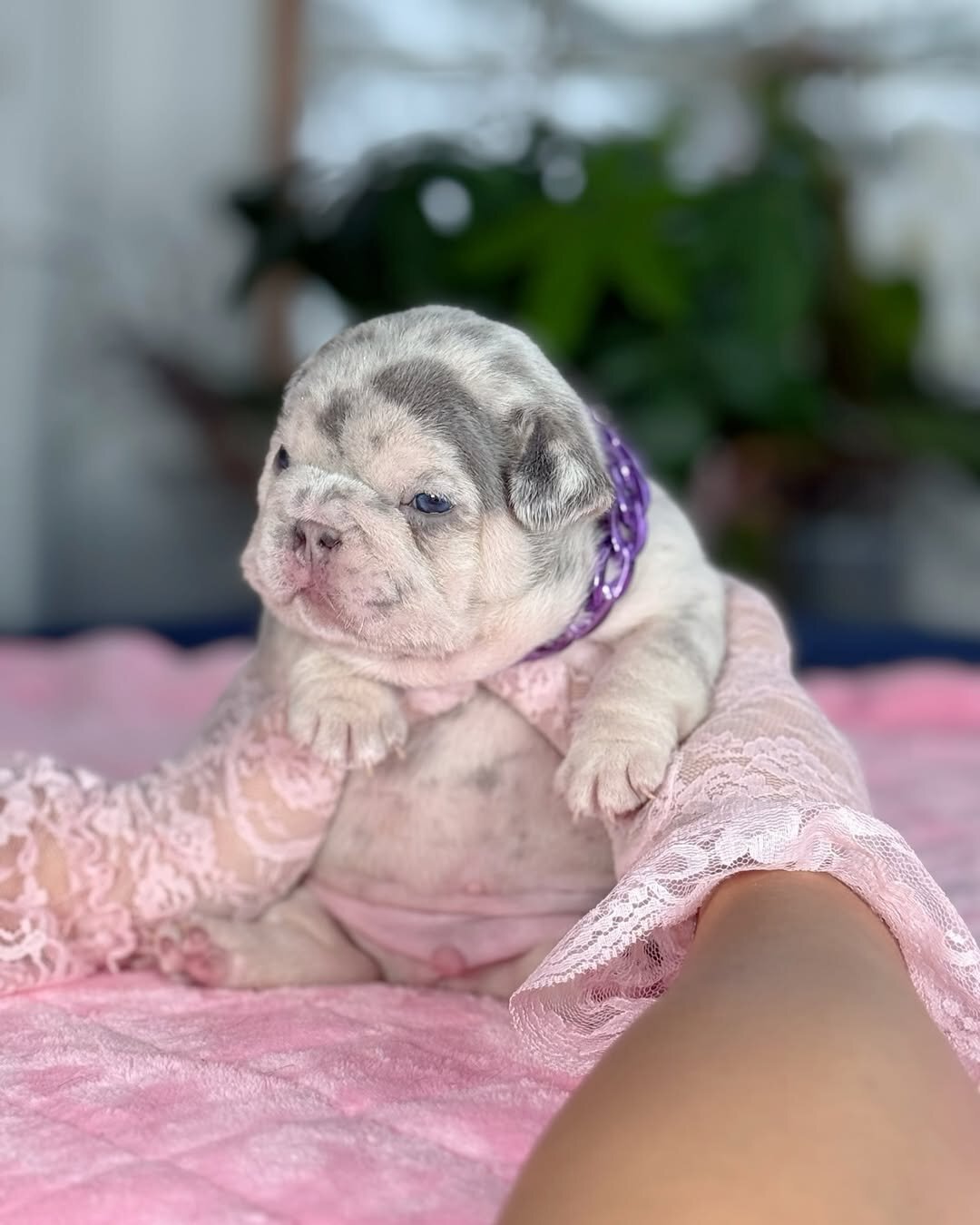 French Bulldog Puppies – Male & Female Avai image 1