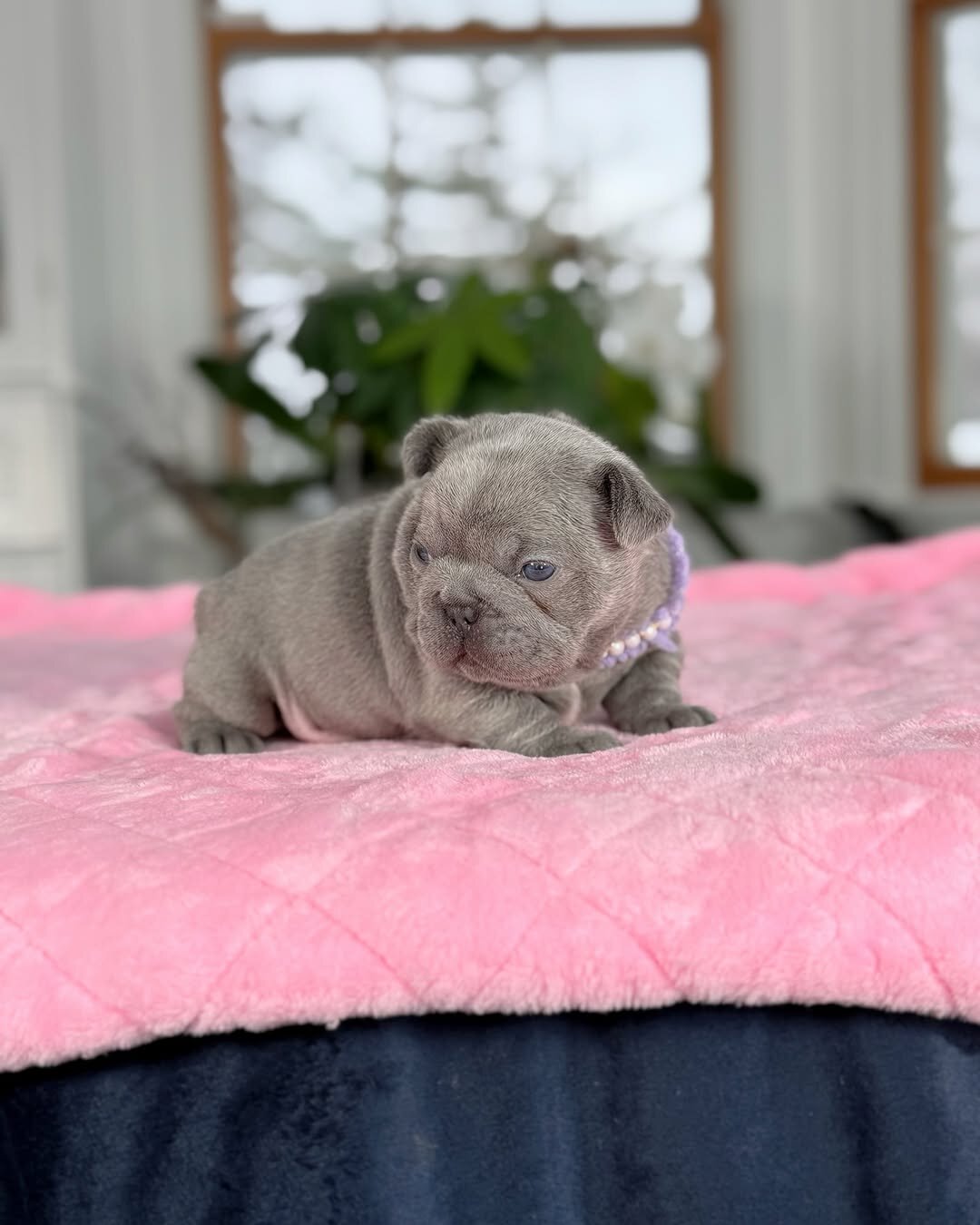 French Bulldog Puppies – Male & Female Avai image 3