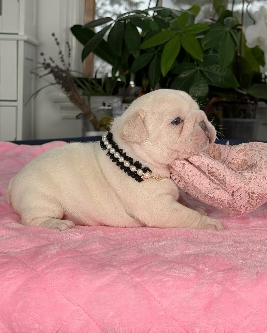 French Bulldog Puppies – Male & Female Avai image 2