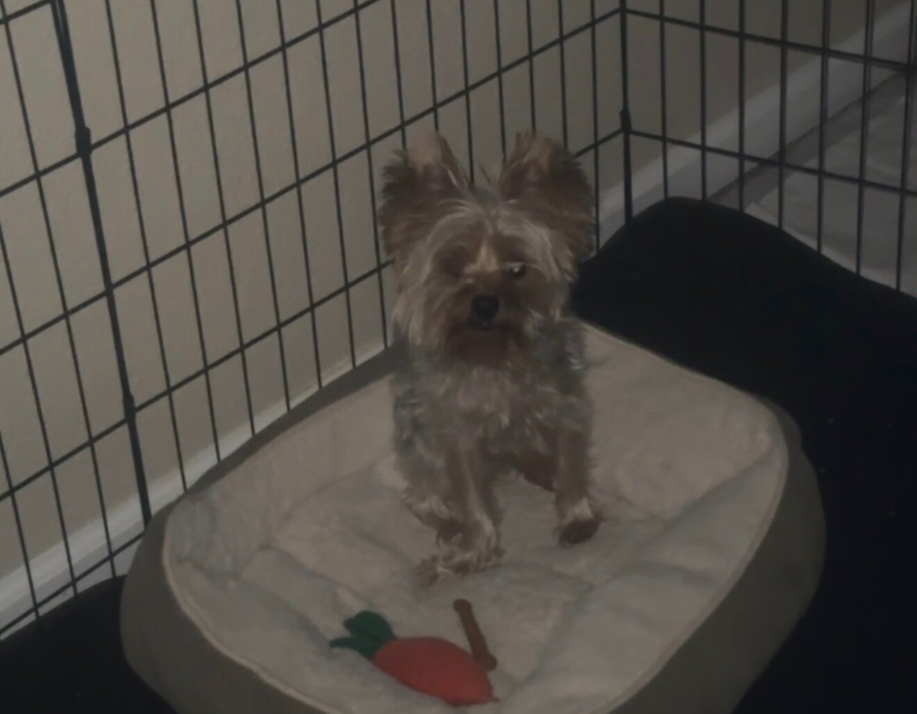 AKC Registered Purebred Male Yorkie – 4 Years Old image 3