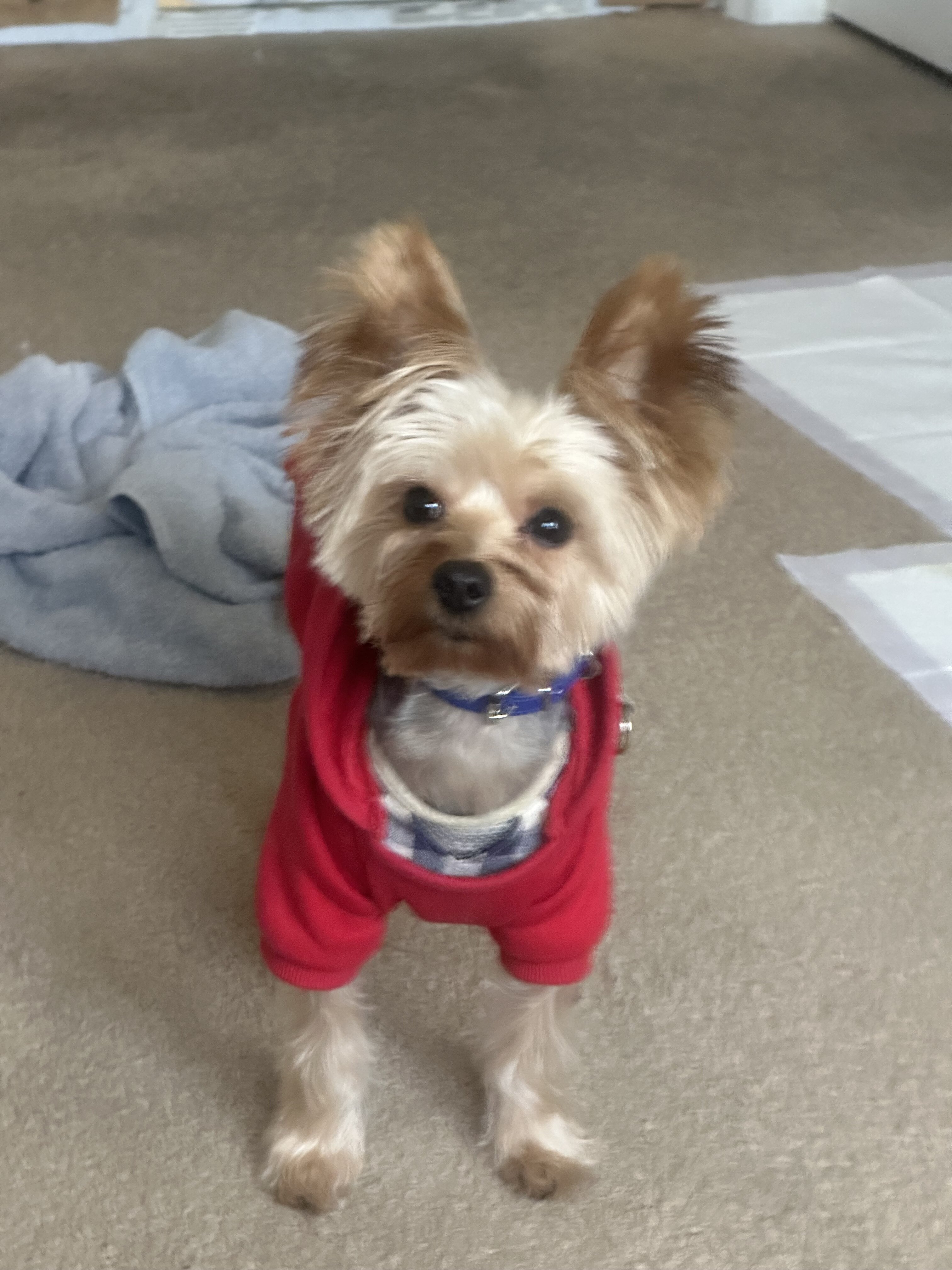 AKC Registered Purebred Male Yorkie – 4 Years Old image 2