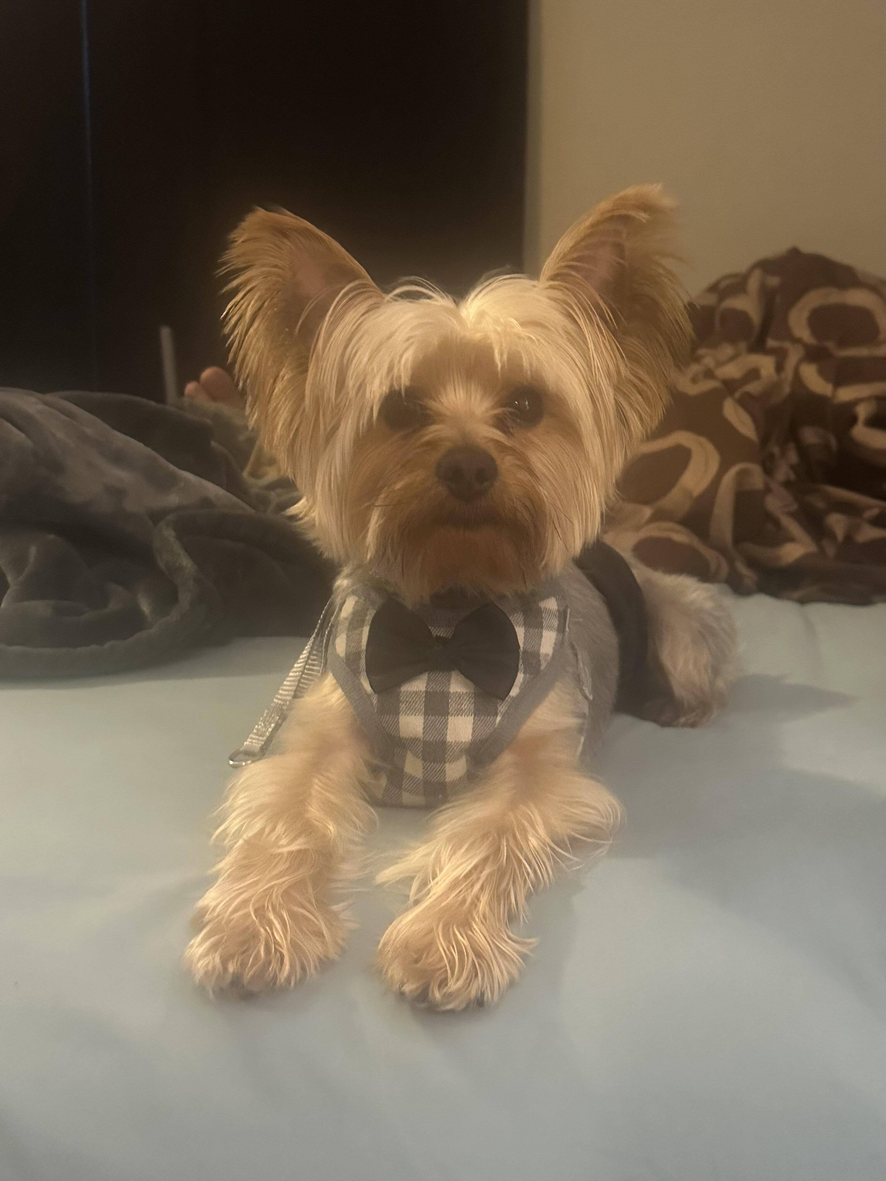 AKC Registered Purebred Male Yorkie – 4 Years Old image 1