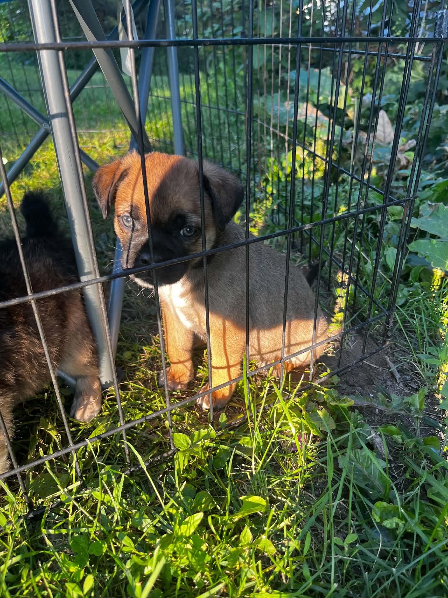 Mini Australian Shepherd/pug mix puppies image 3