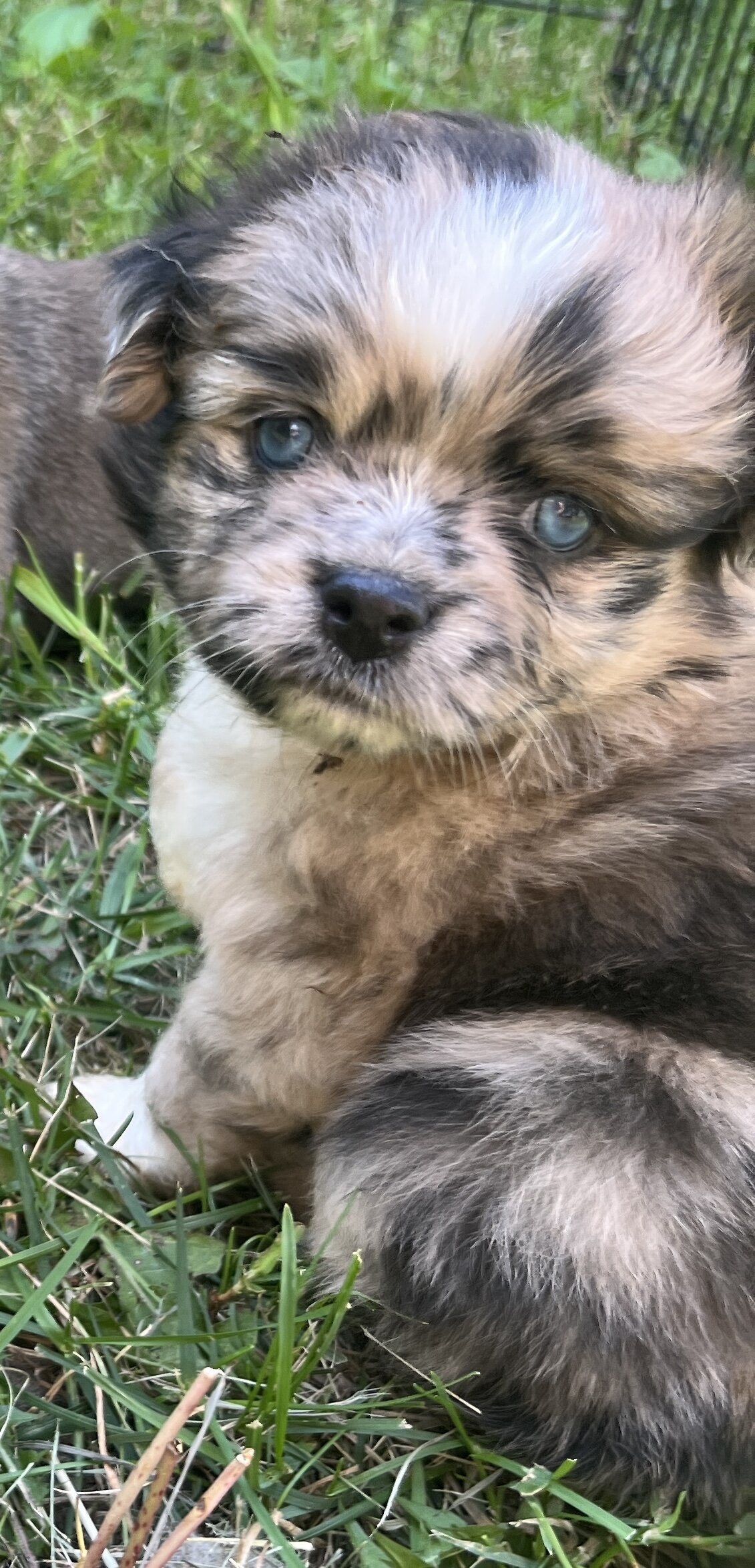Mini Australian Shepherd/pug mix puppies image 6