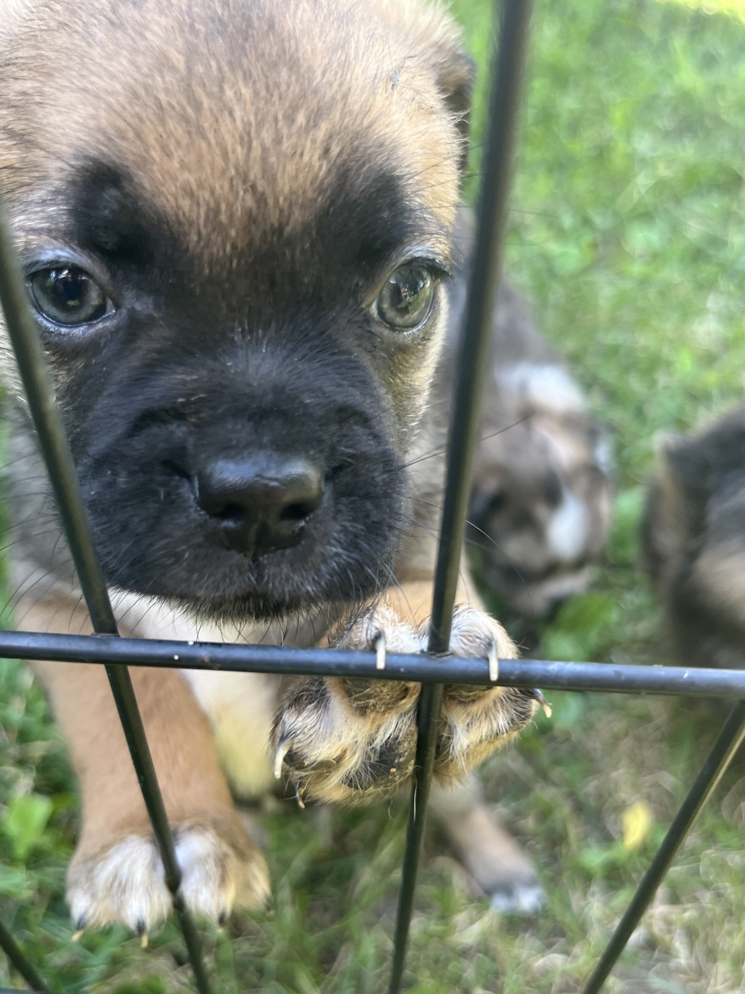 Mini Australian Shepherd/pug mix puppies image 4