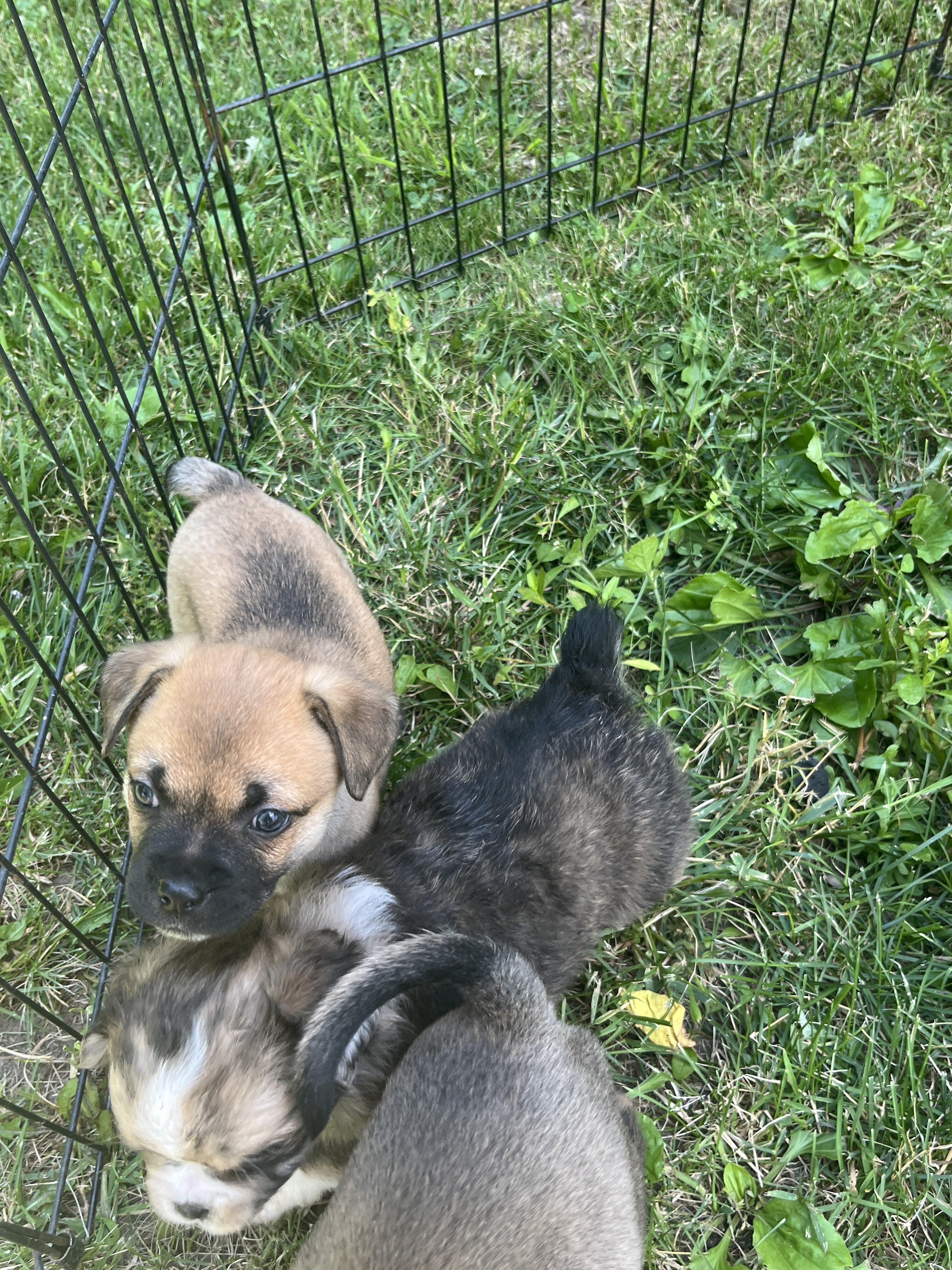 Mini Australian Shepherd/pug mix puppies image 5