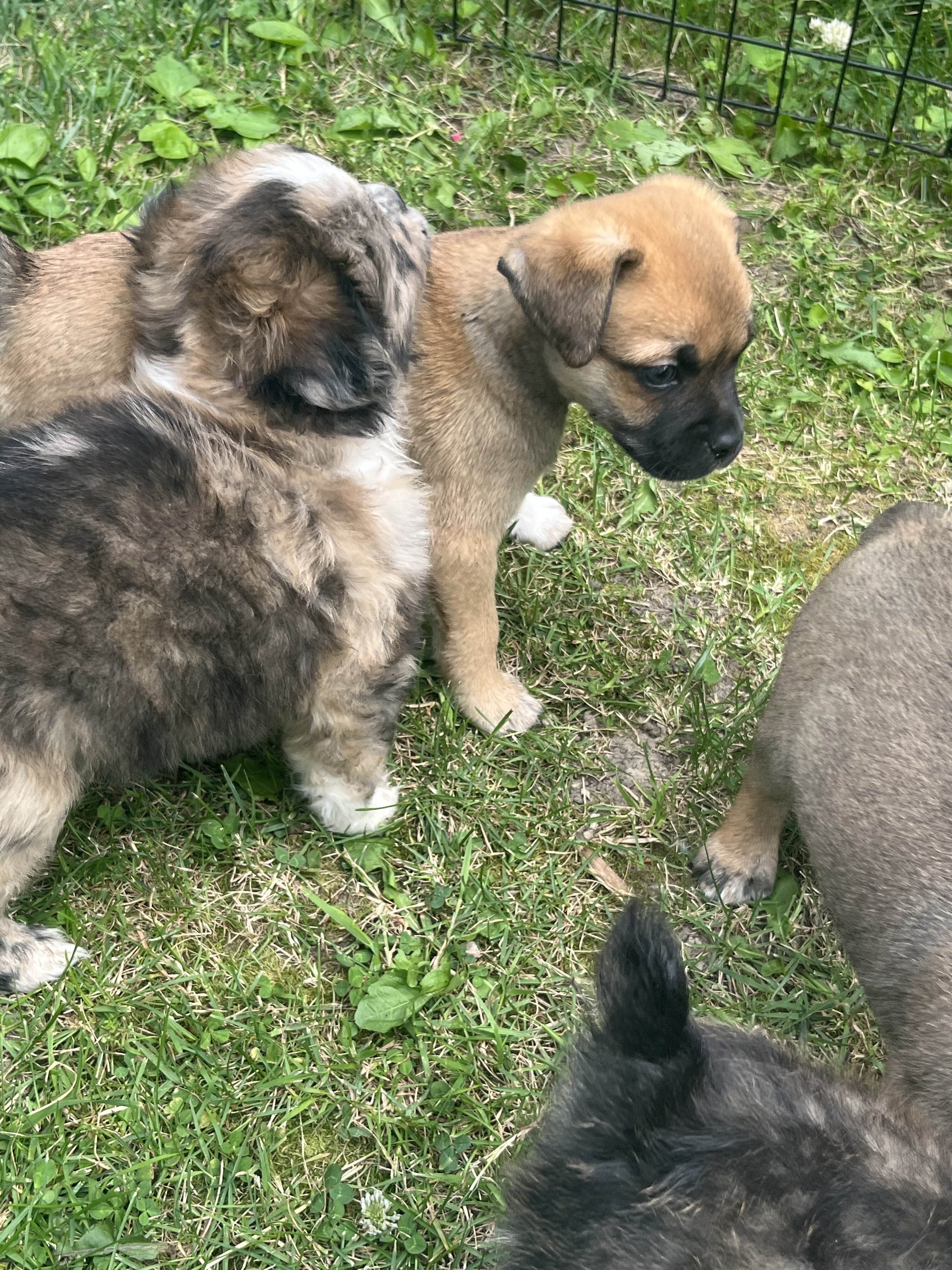Mini Australian Shepherd/pug mix puppies image 2