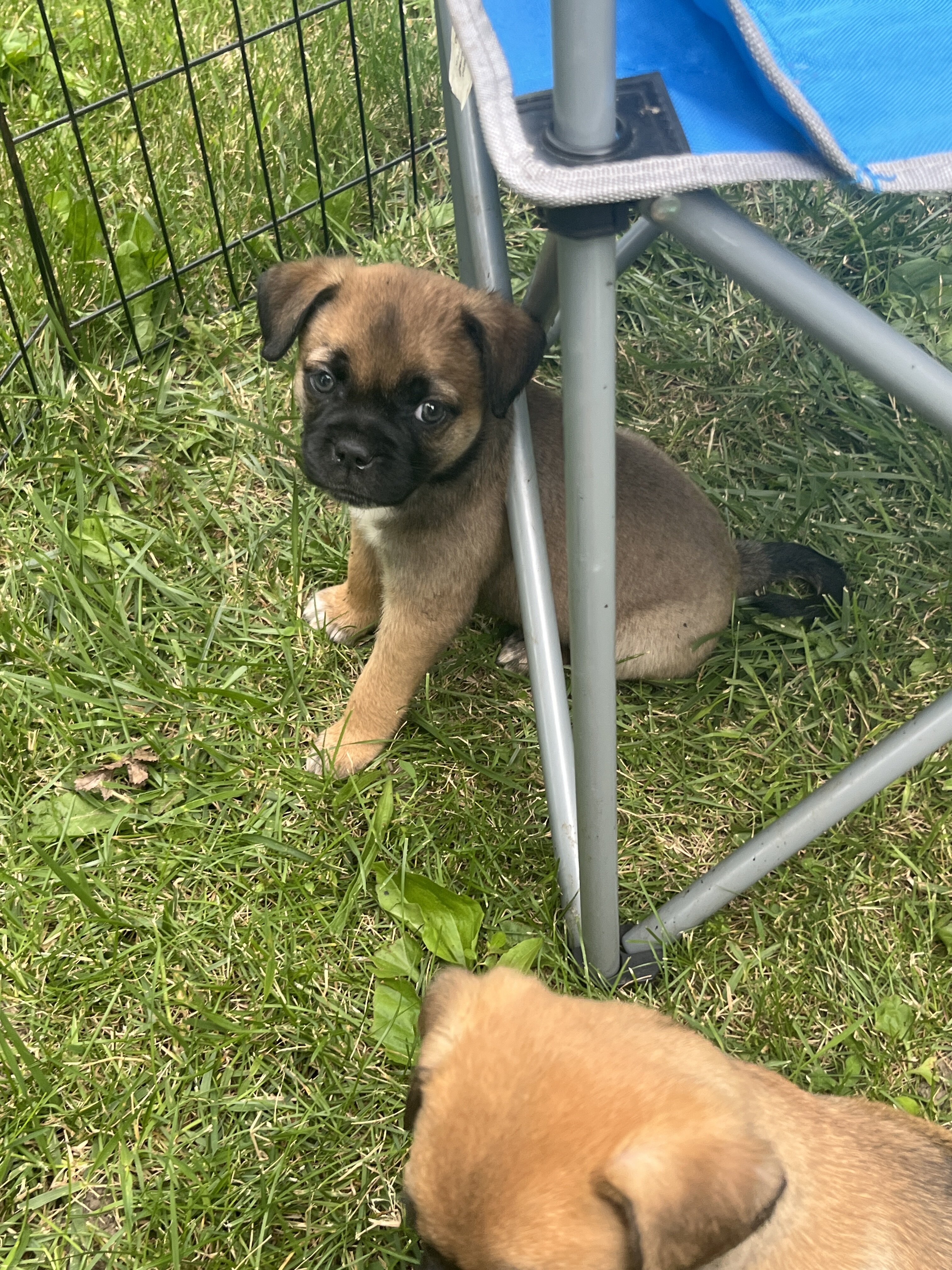 Mini Australian Shepherd/pug mix puppies image 7