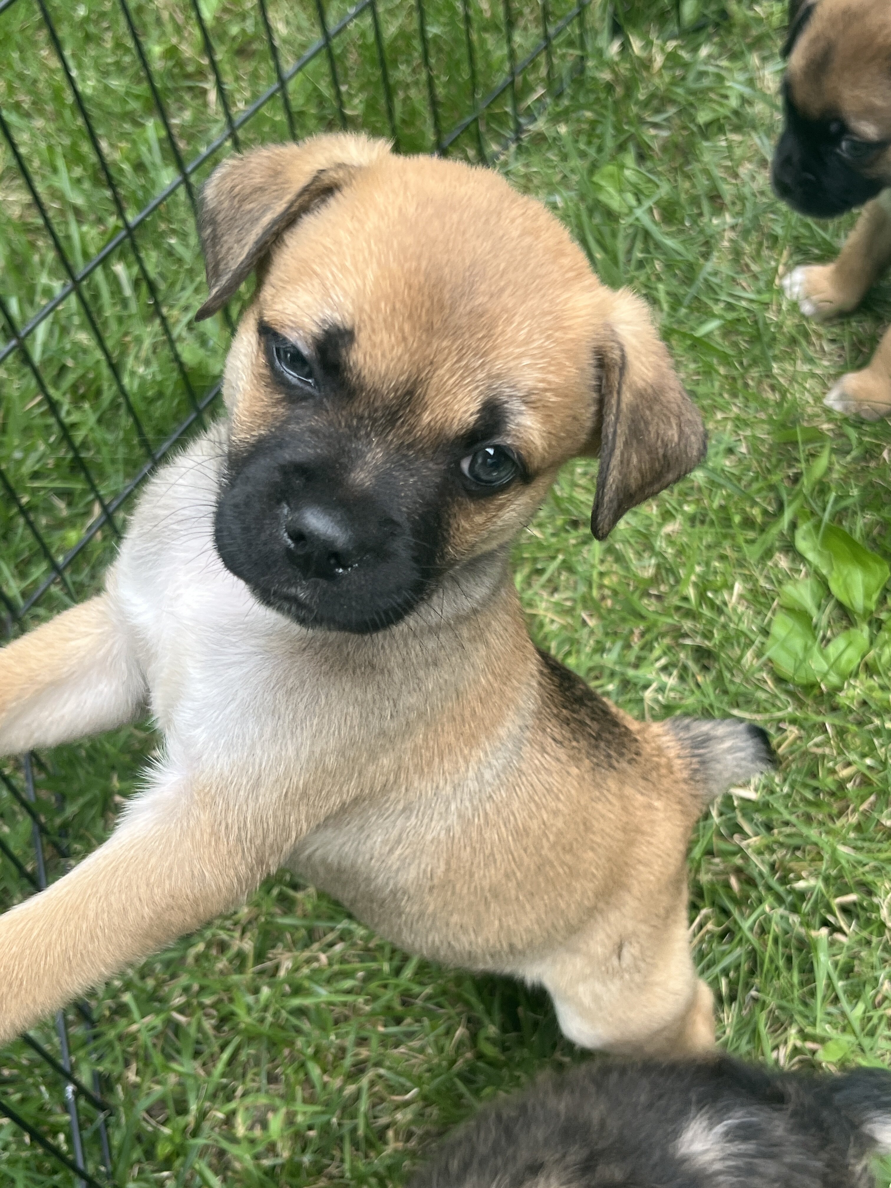Mini Australian Shepherd/pug mix puppies image 1