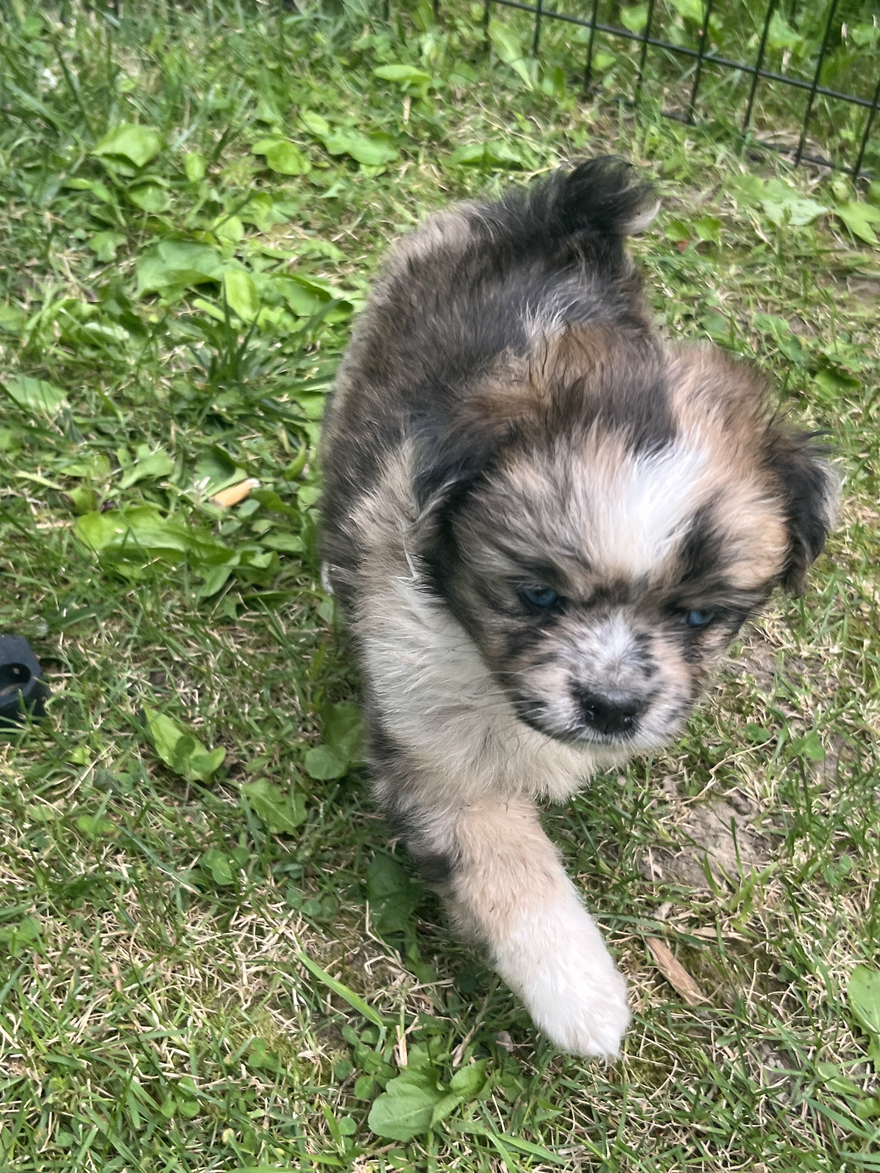 Mini Australian Shepherd/pug mix puppies image 9