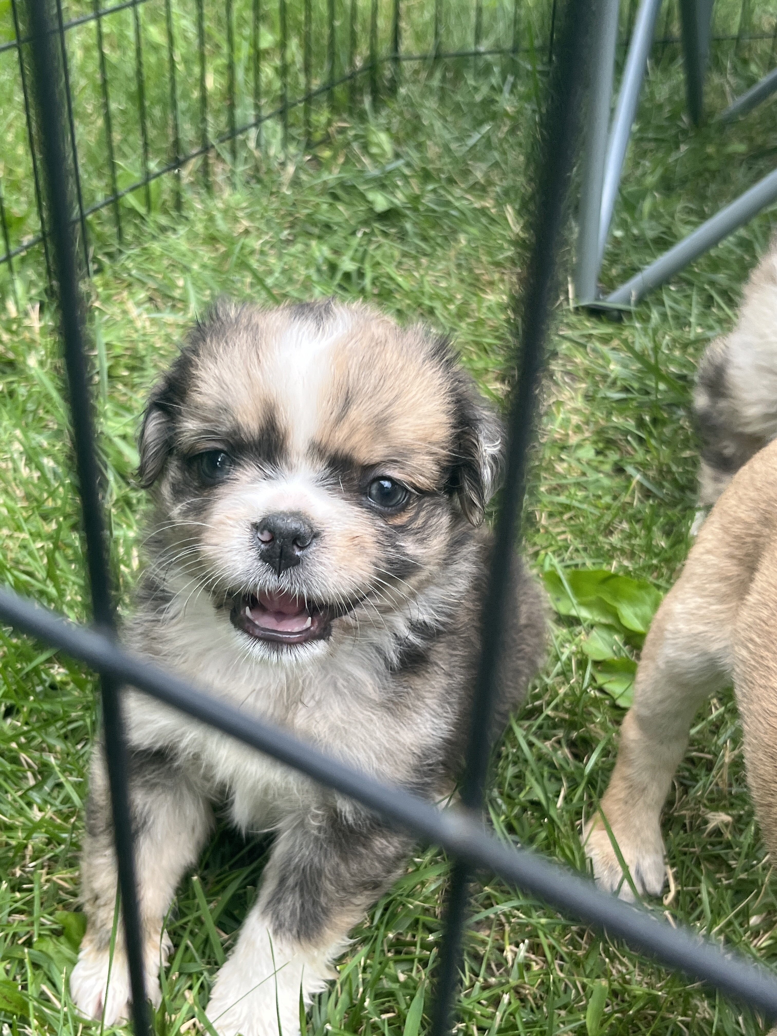 Mini Australian Shepherd/pug mix puppies image 10
