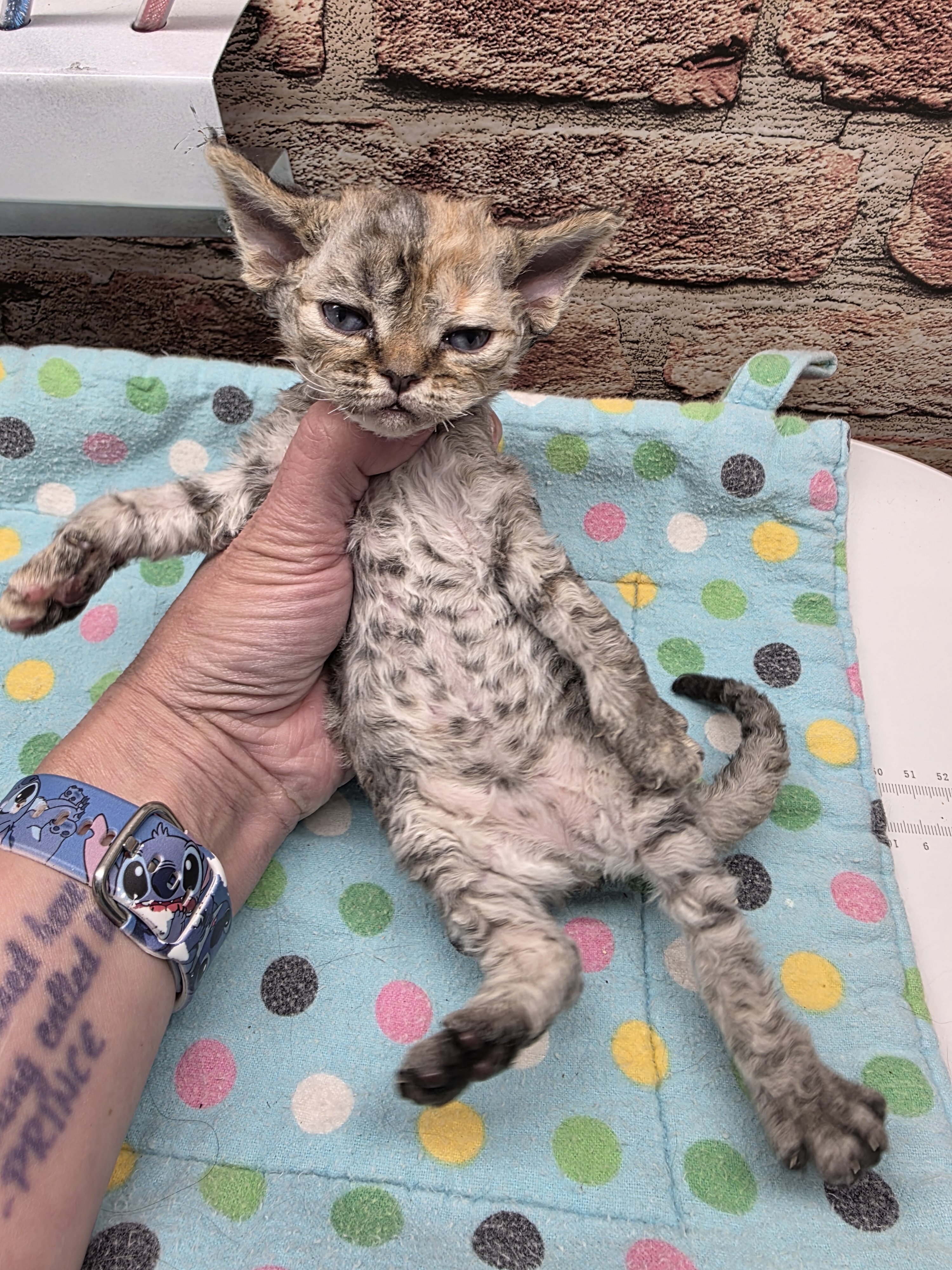 Devon Rex's kitten image 3