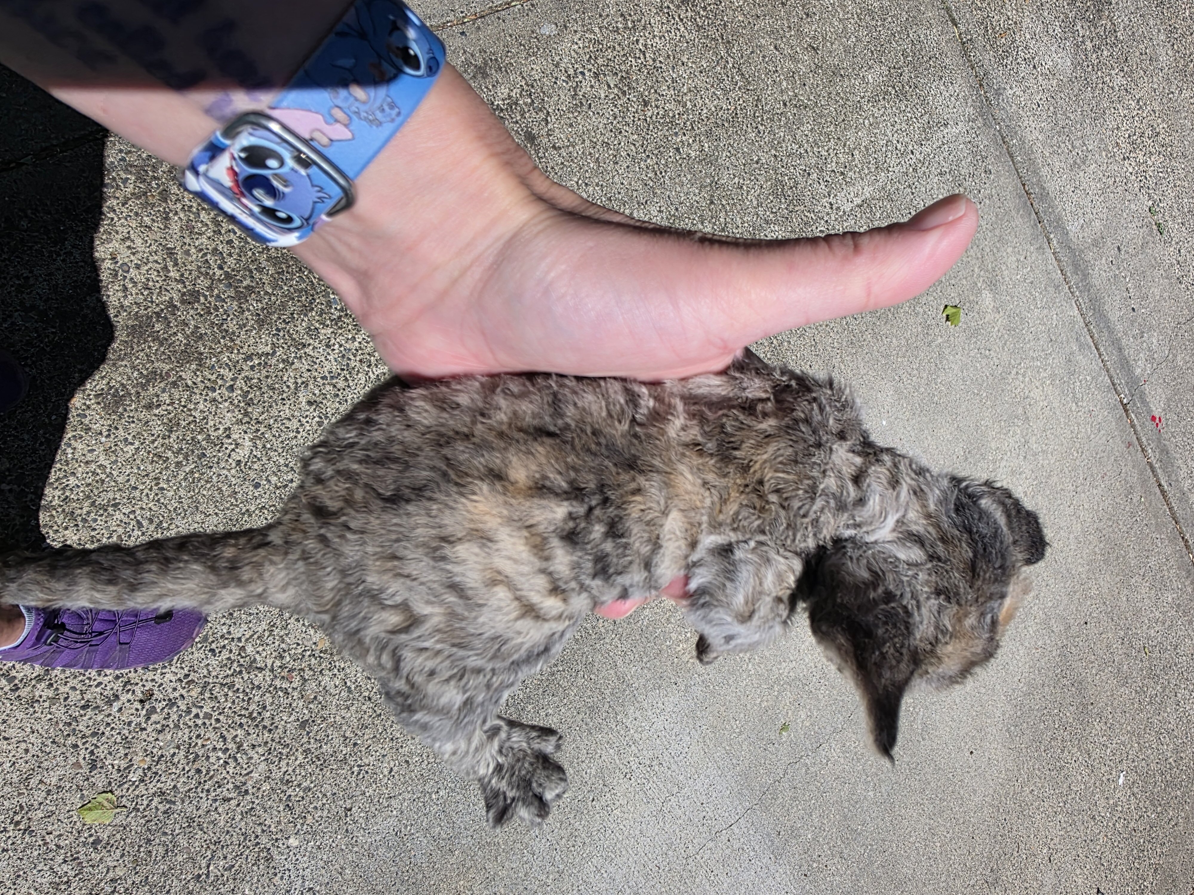 Devon Rex's kitten image 2