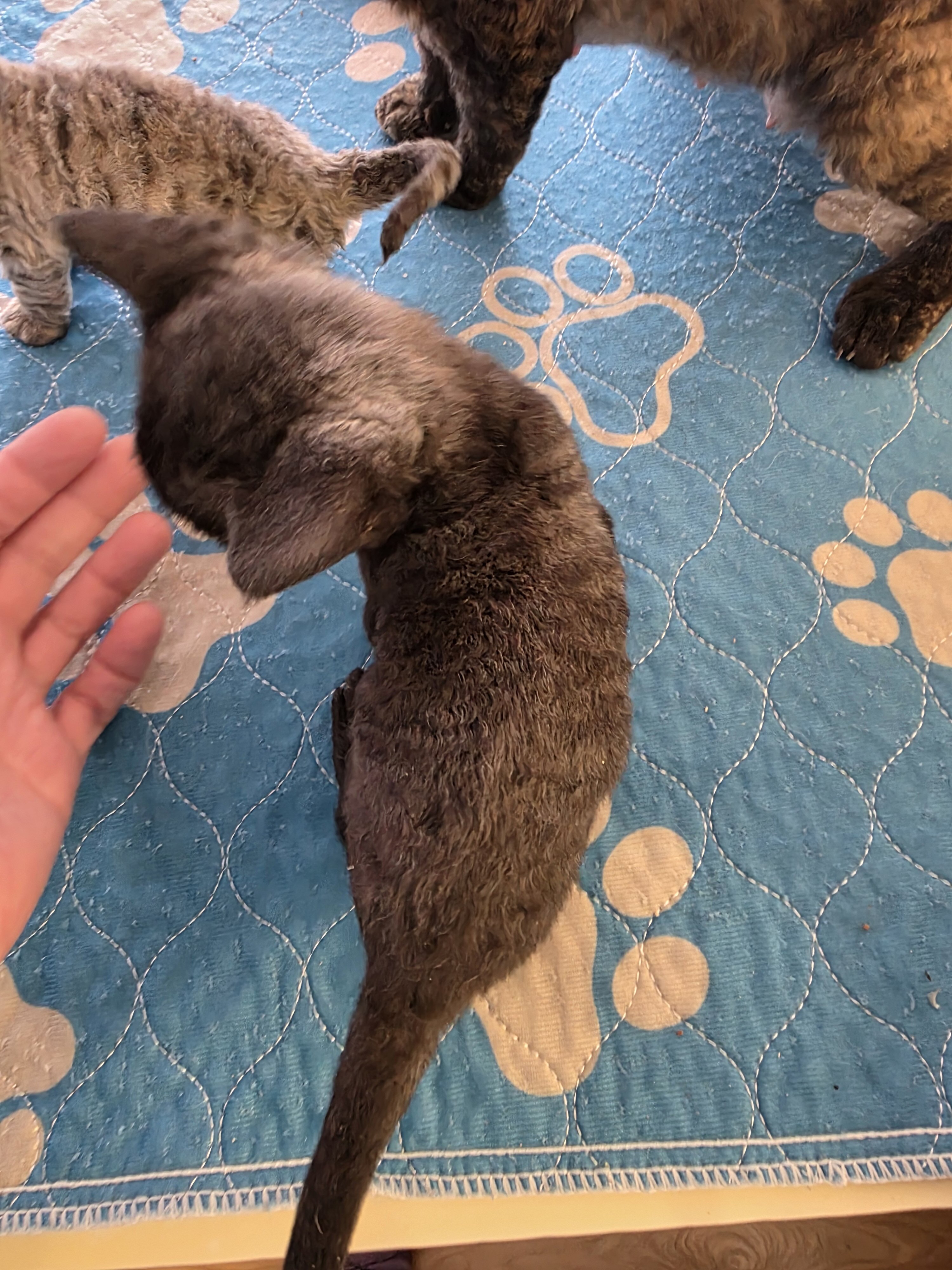 Devon Rex Black solid Male image 3