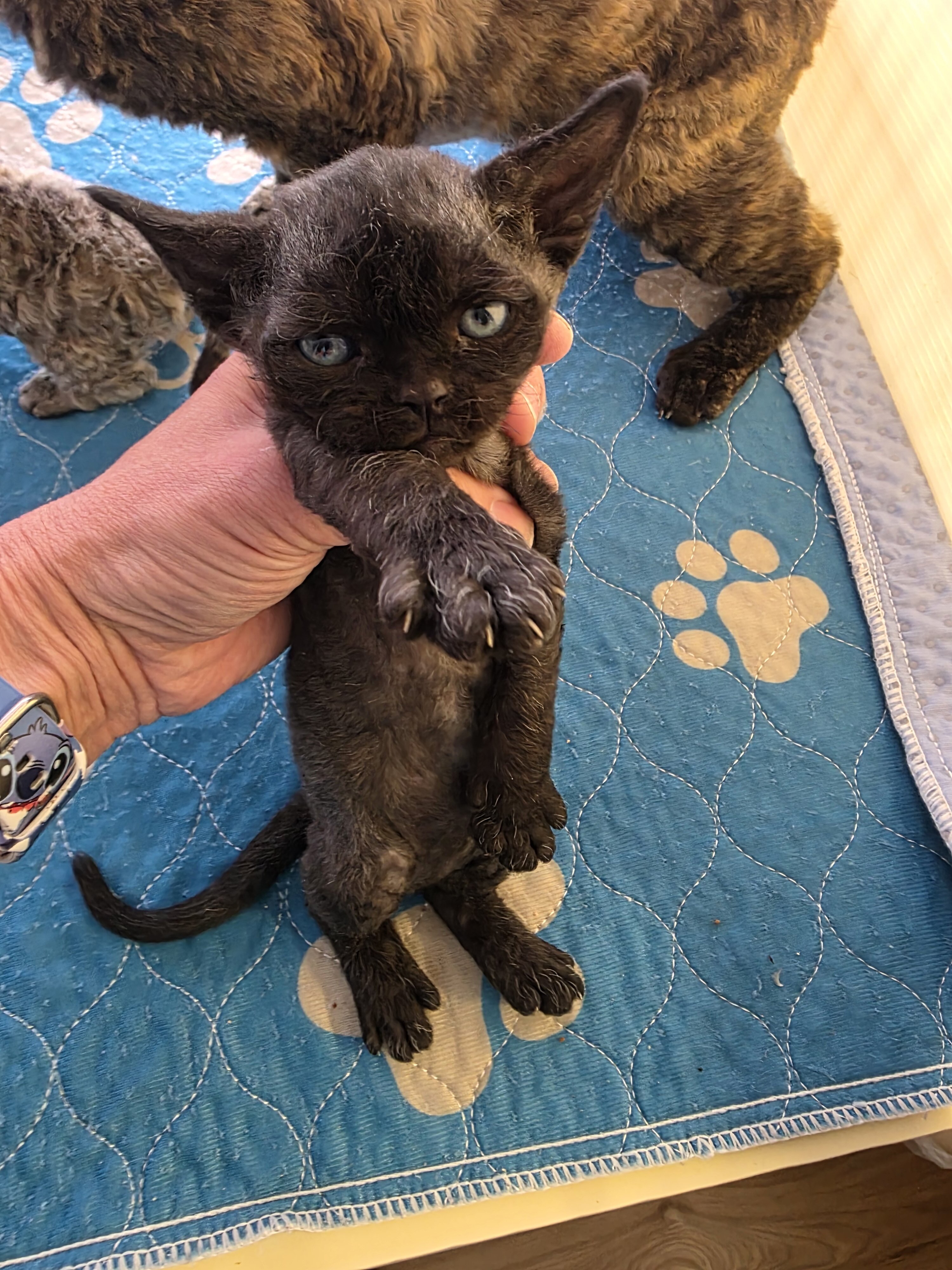 Devon Rex Black solid Male image 2