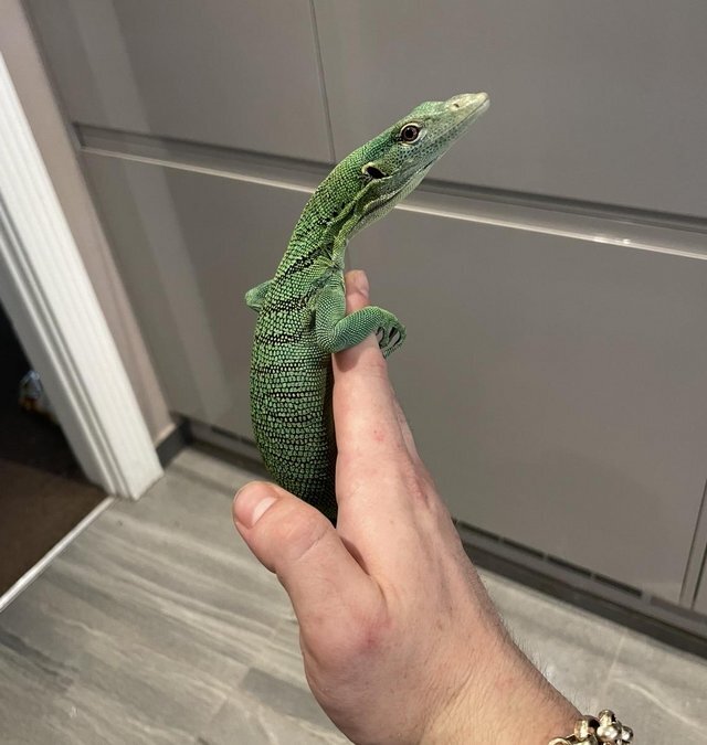 Stunning Female green tree monitor image 1
