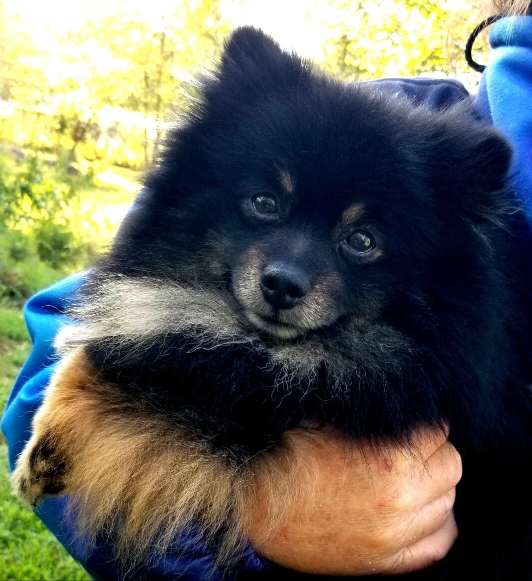 Pomeranian Puppies image 4