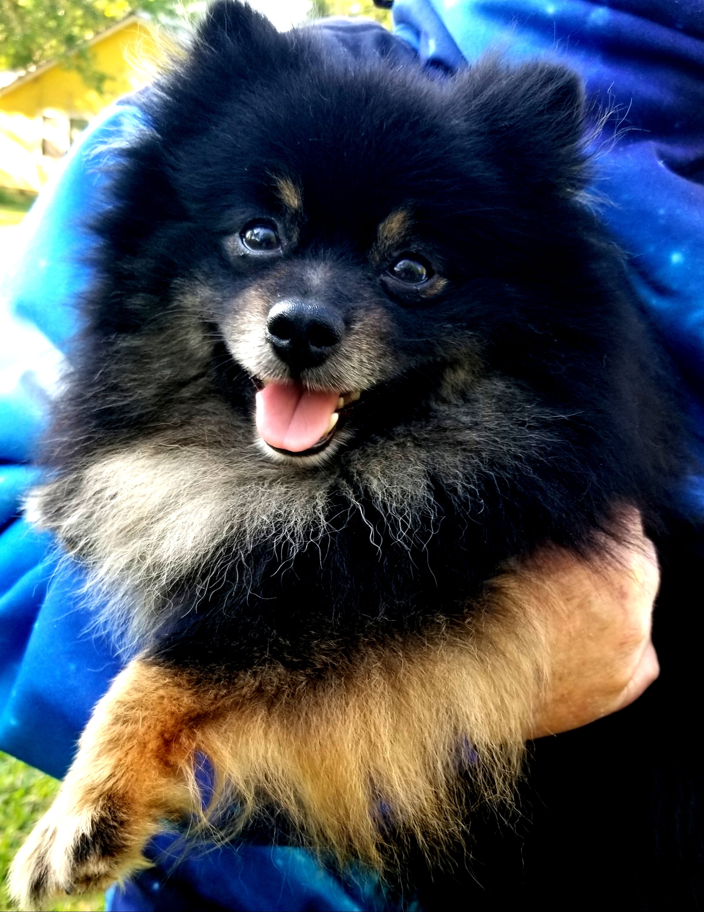 Pomeranian Puppies image 1