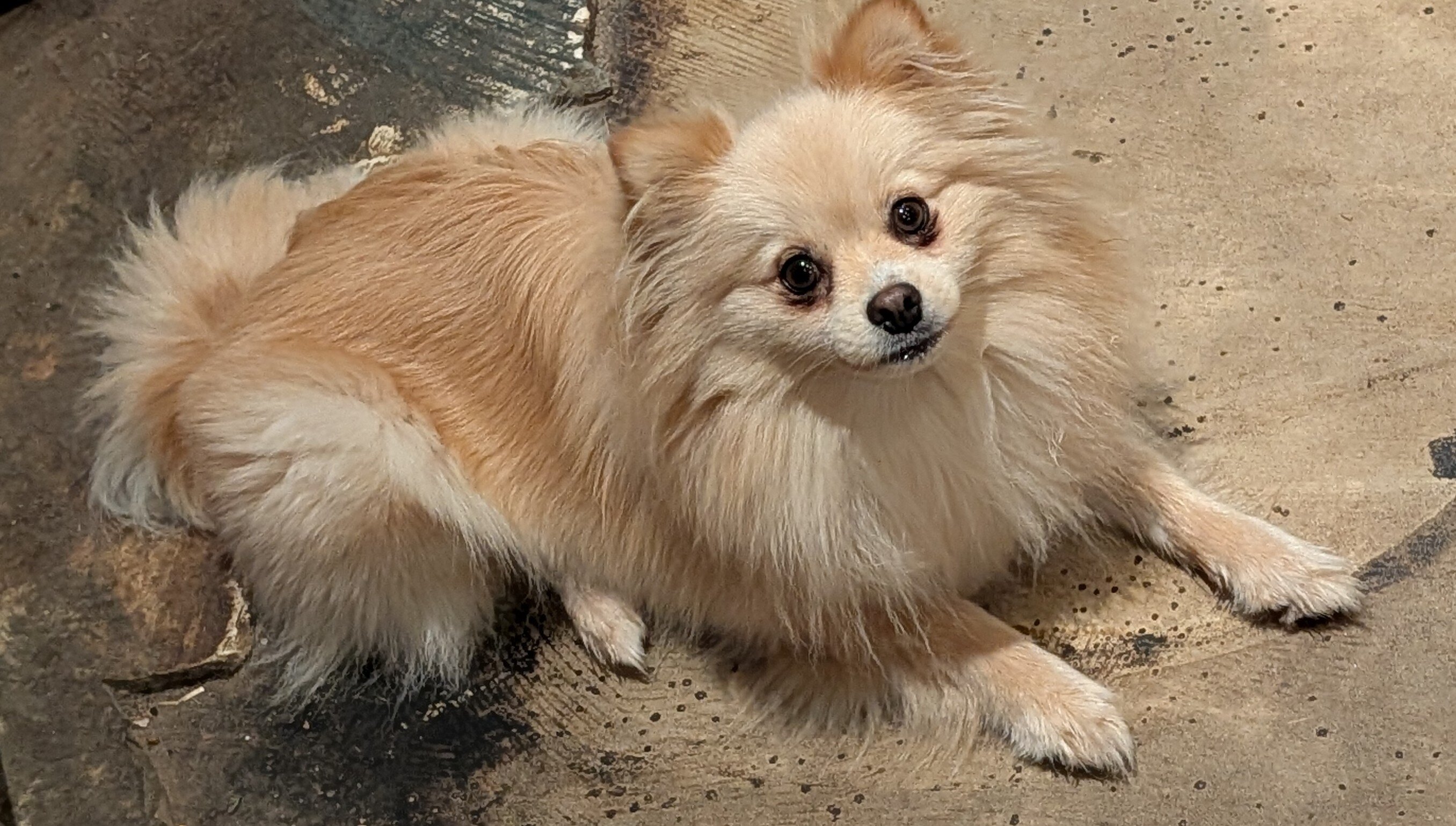 Pomeranian Puppies image 2