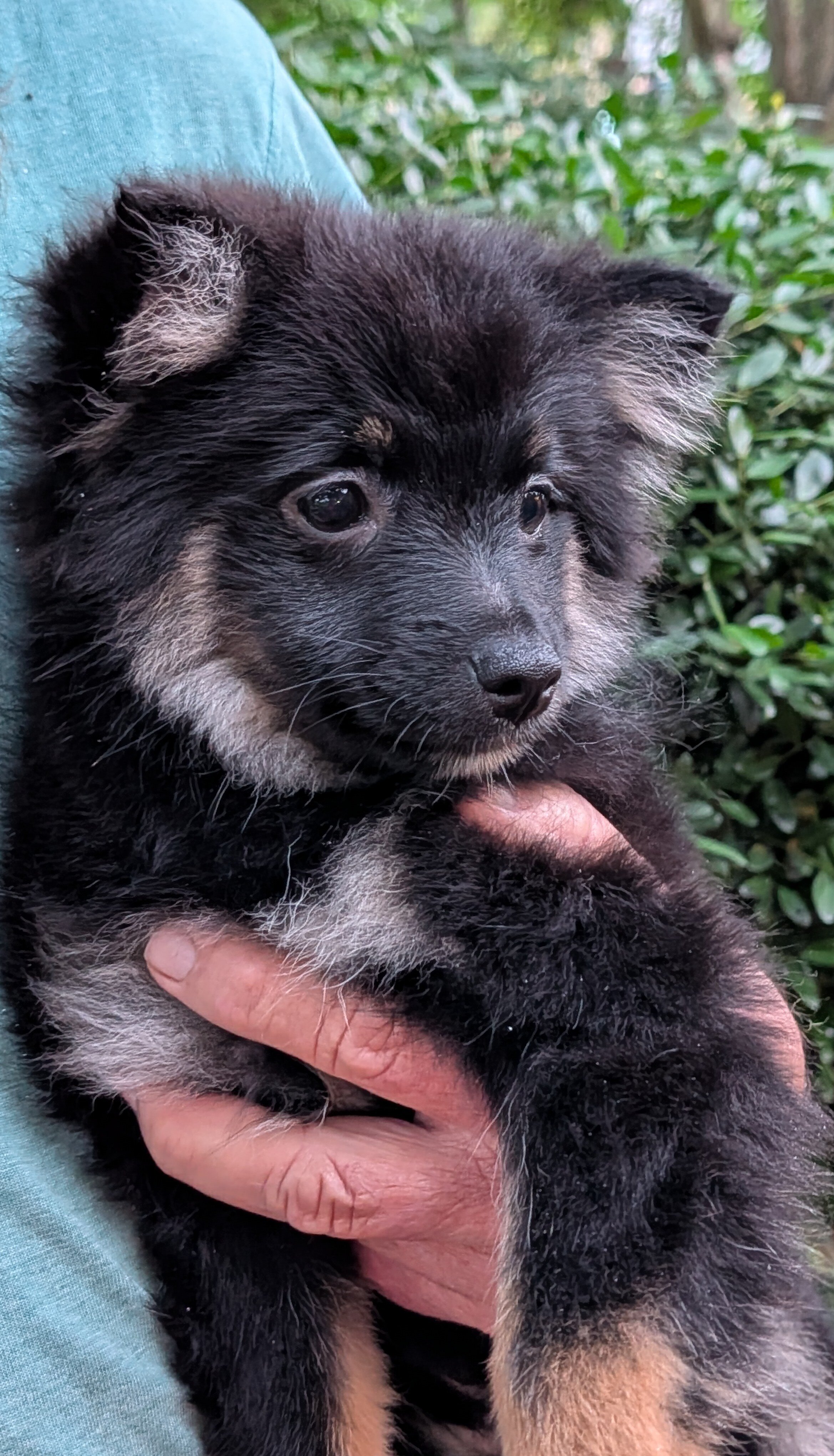 Pomeranian Puppies image 9