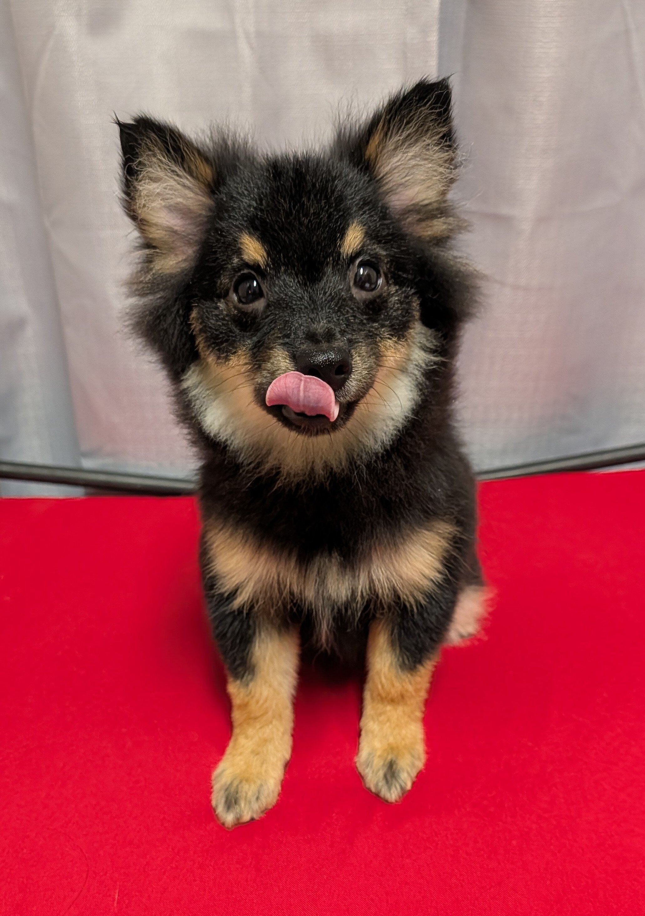 Pomeranian Puppies image 10