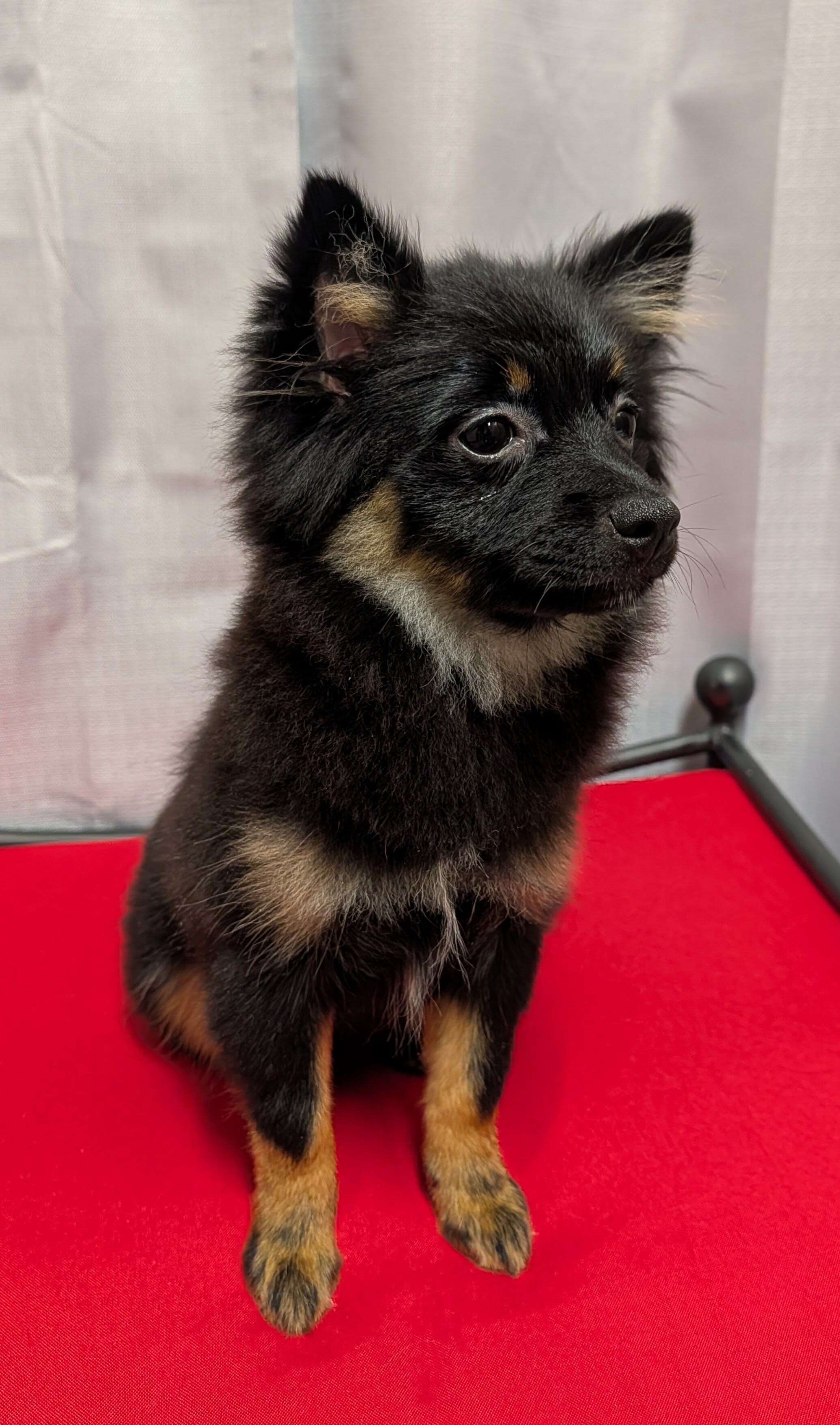 Pomeranian Puppies image 6