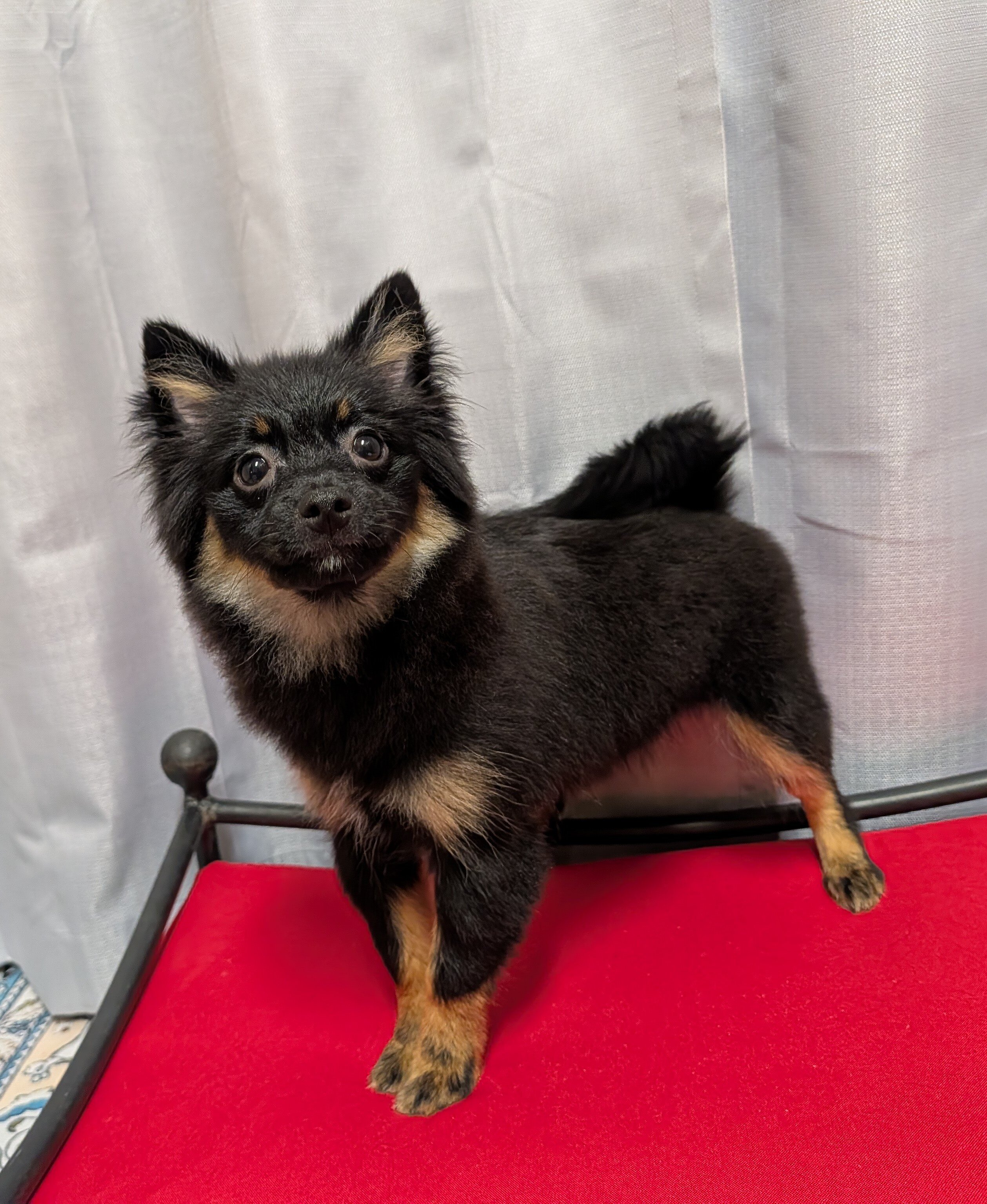 Pomeranian Puppies image 8
