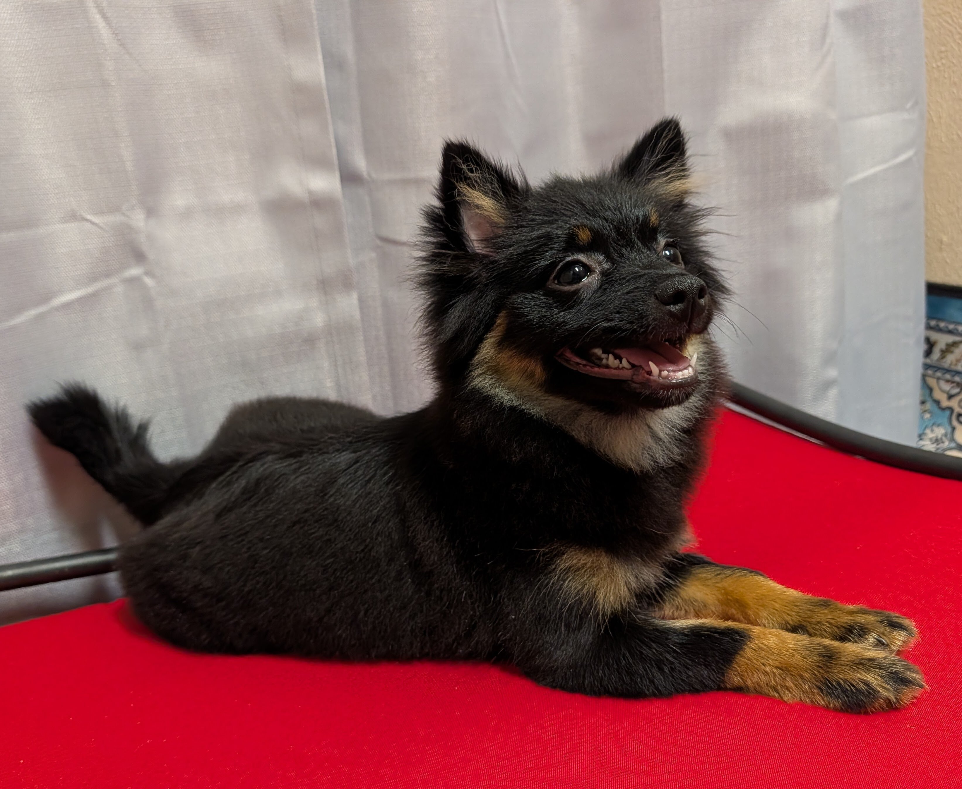 Pomeranian Puppies image 7