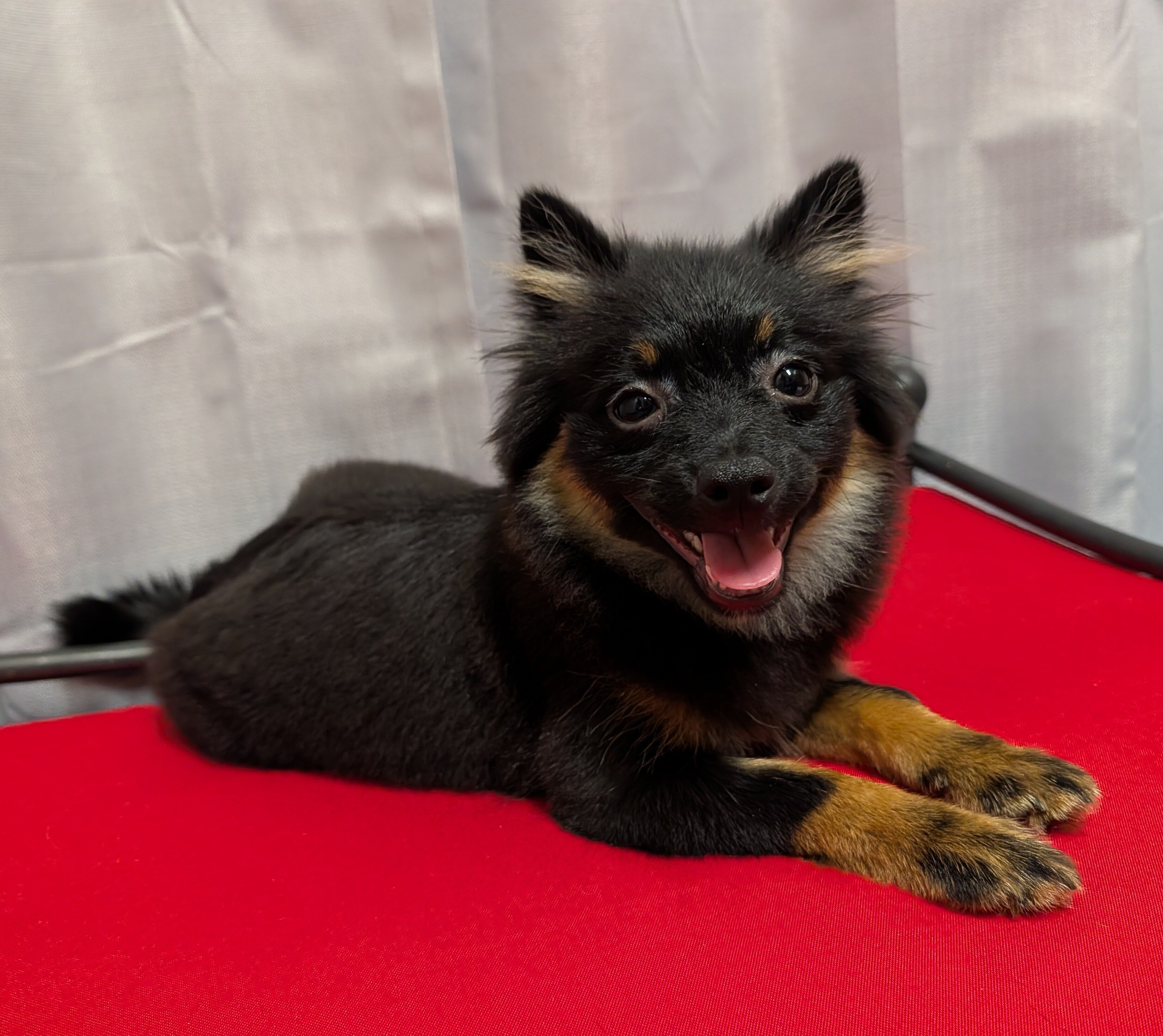 Pomeranian Puppies image 5