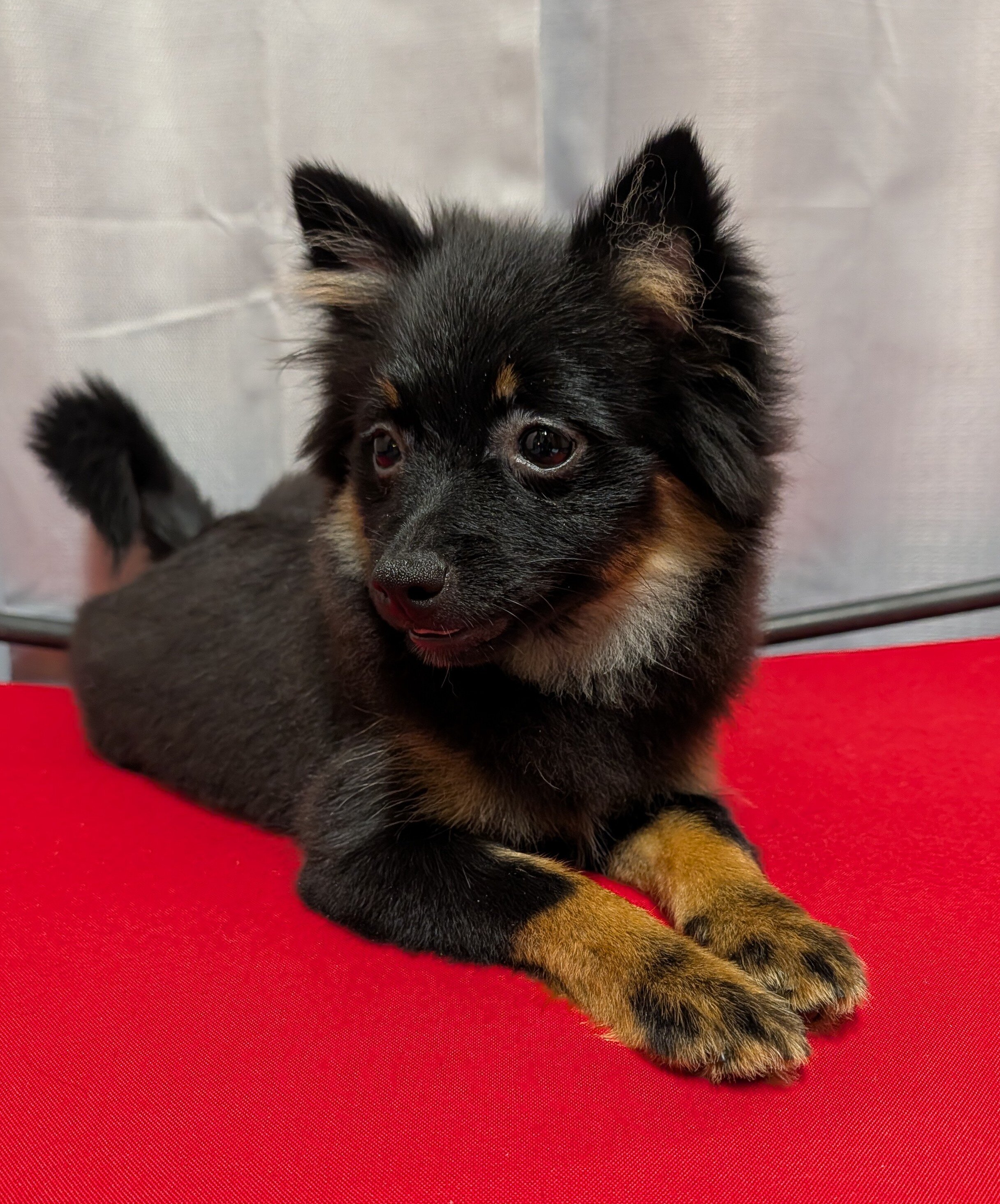 Pomeranian Puppies image 3