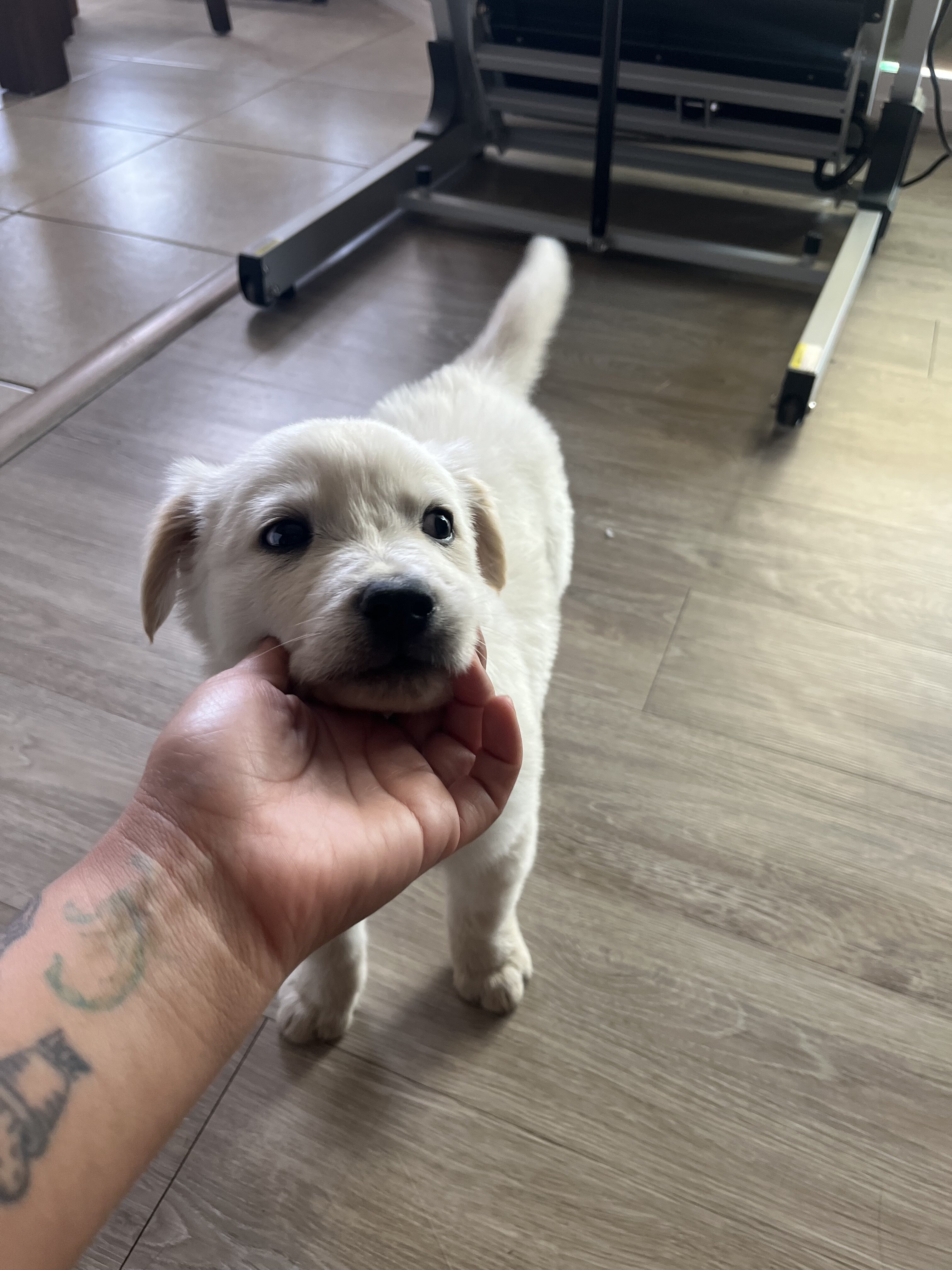 Golden retriever mix image 2