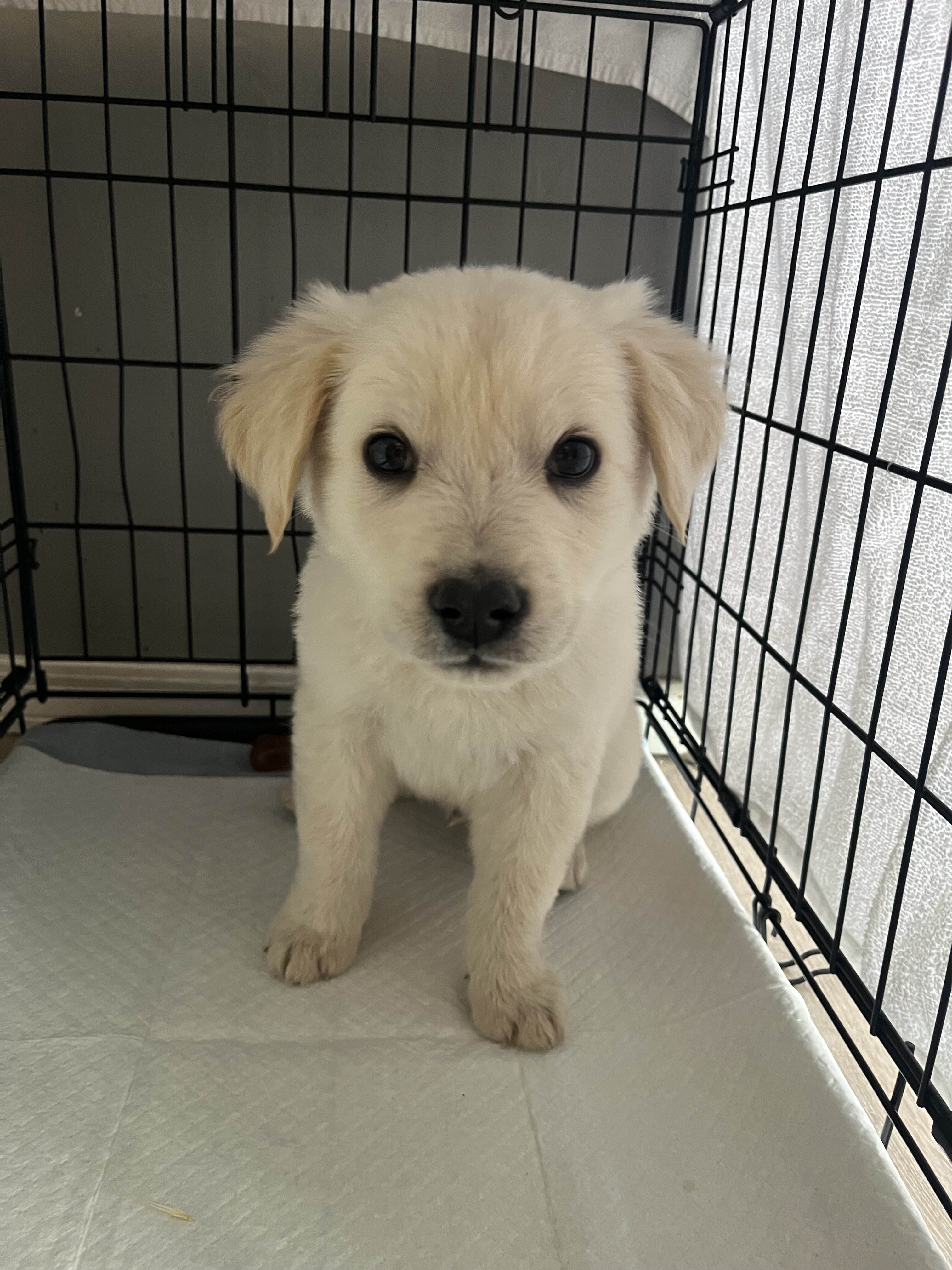 Golden retriever mix image 1