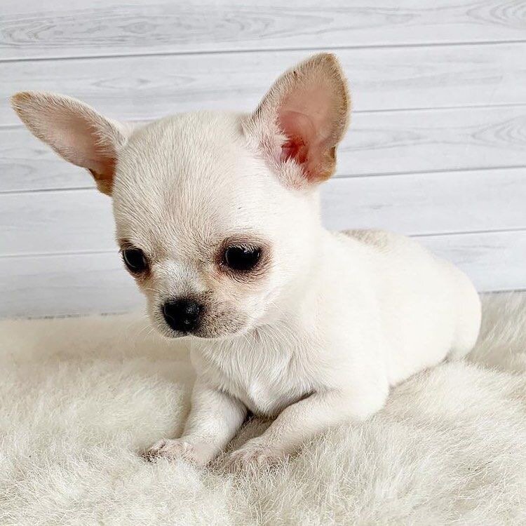 Nice Chihuahuas image 2