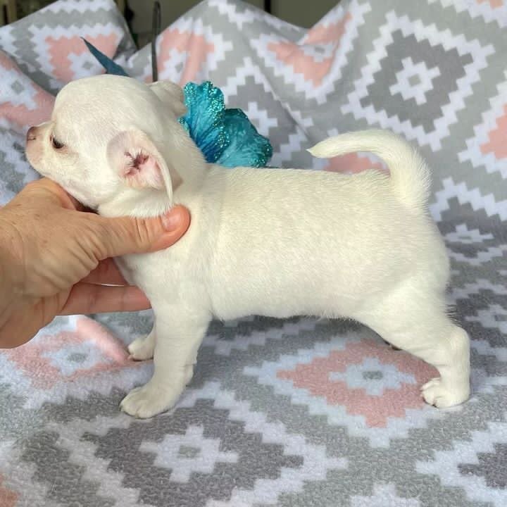 Nice Chihuahuas image 1