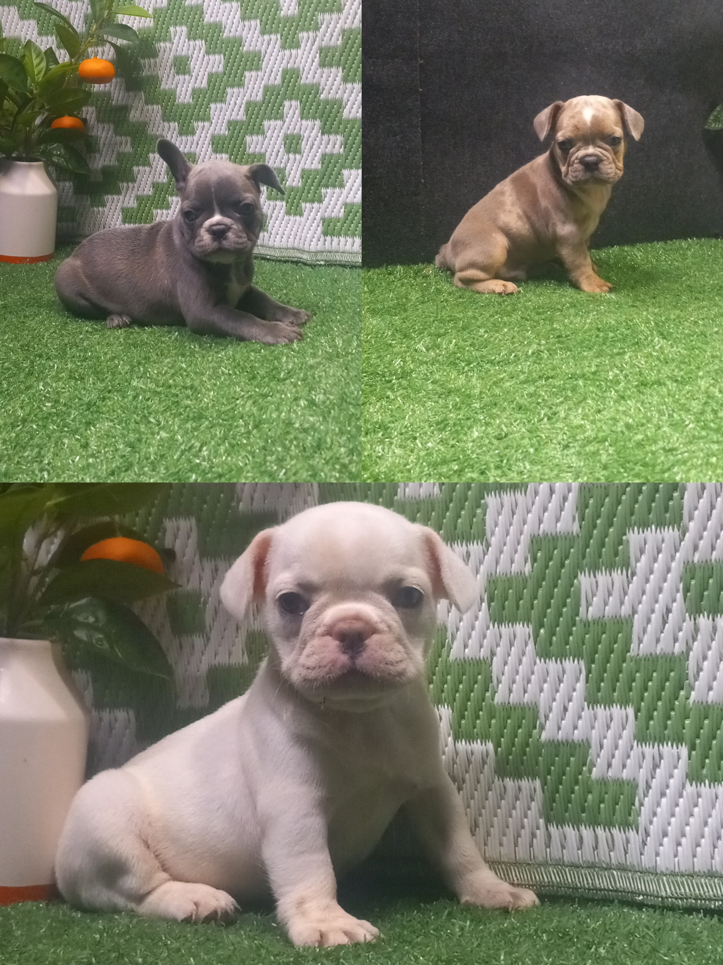Maximo, Wylder, Millie image 1