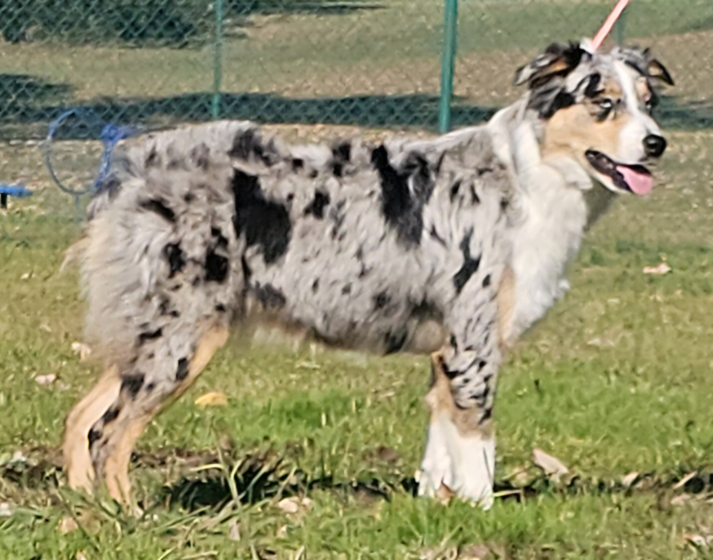 Australian shepherd standard image 4