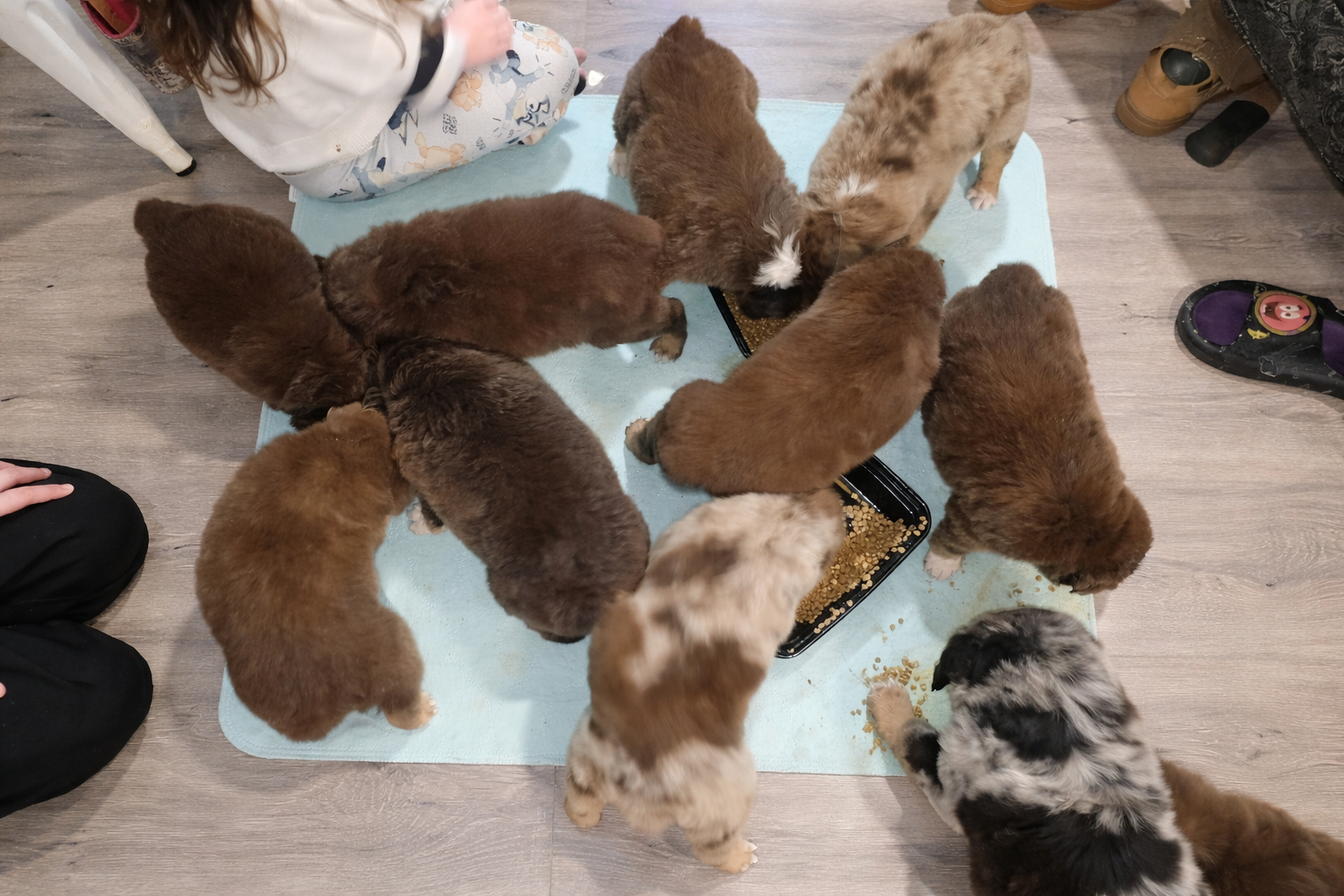 Australian shepherd standard image 3