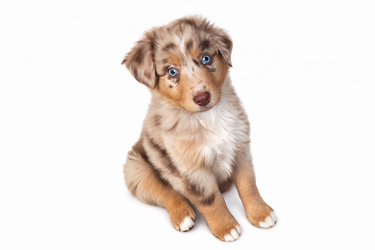 Australian shepherd standard image 2